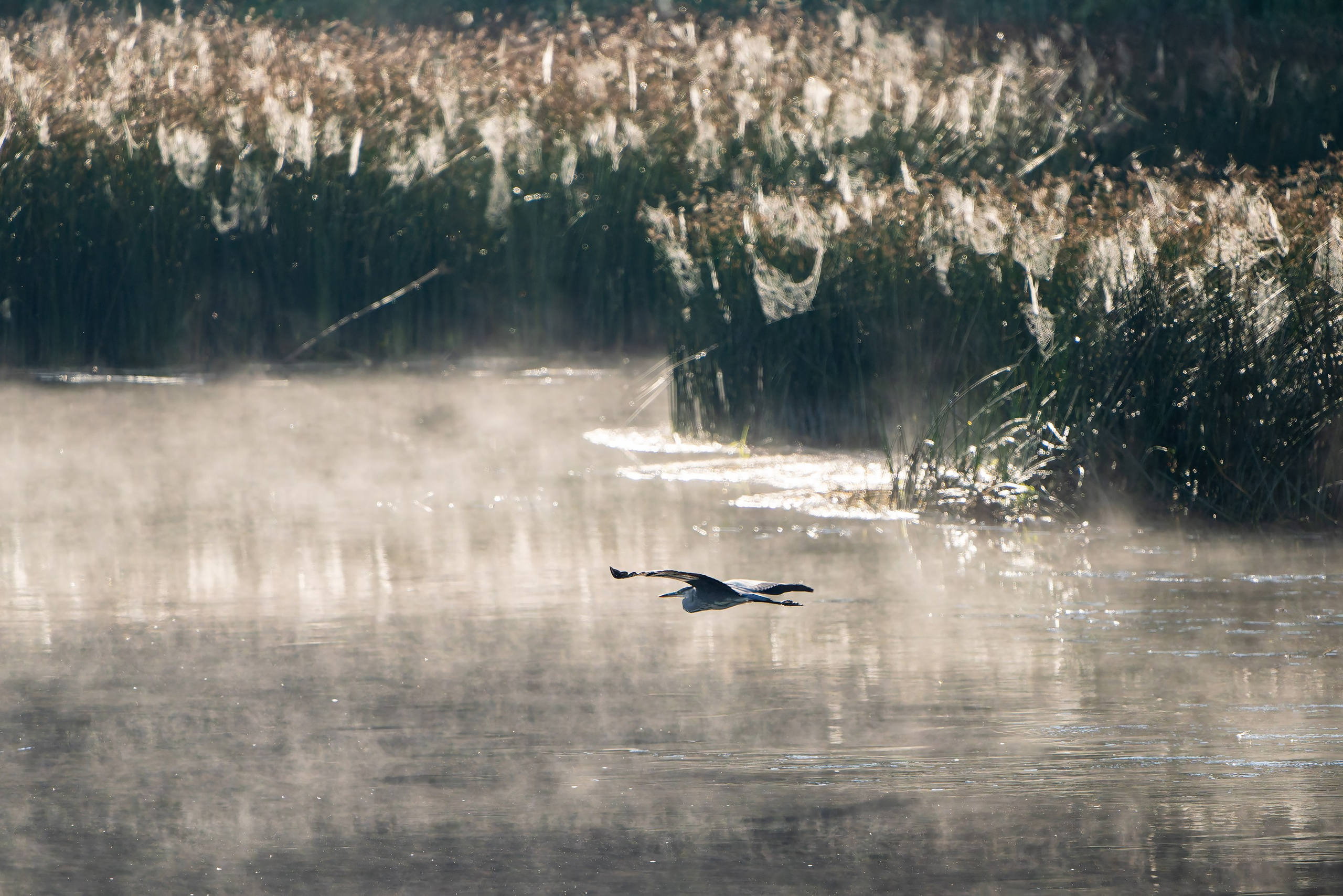 Фотографии Национальный парк Угра. Фотограф спортивные события, недвижимость, турбизнес