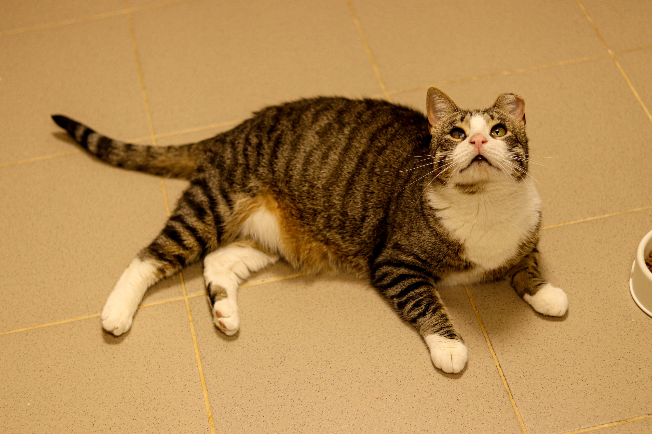 Петербургский дом кота (27 июня 2024). Ивентный фотограф в Санкт-Петербурге Олег Комков