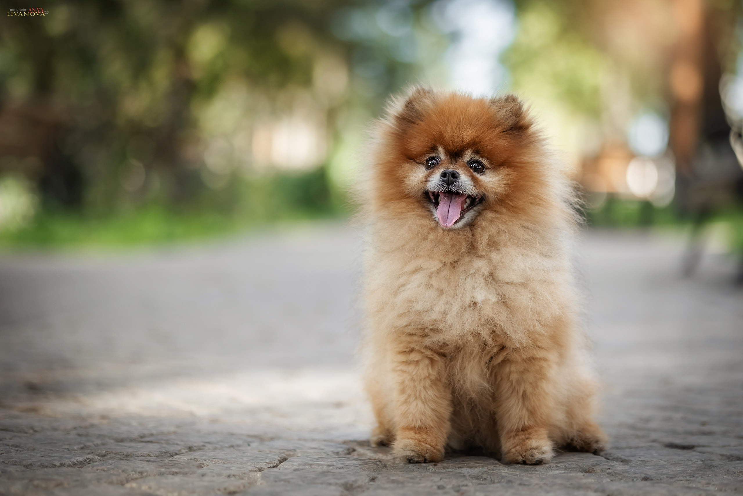 Маруся и Энди. Фотограф анималист Аня Ливанова | Рыбинск
