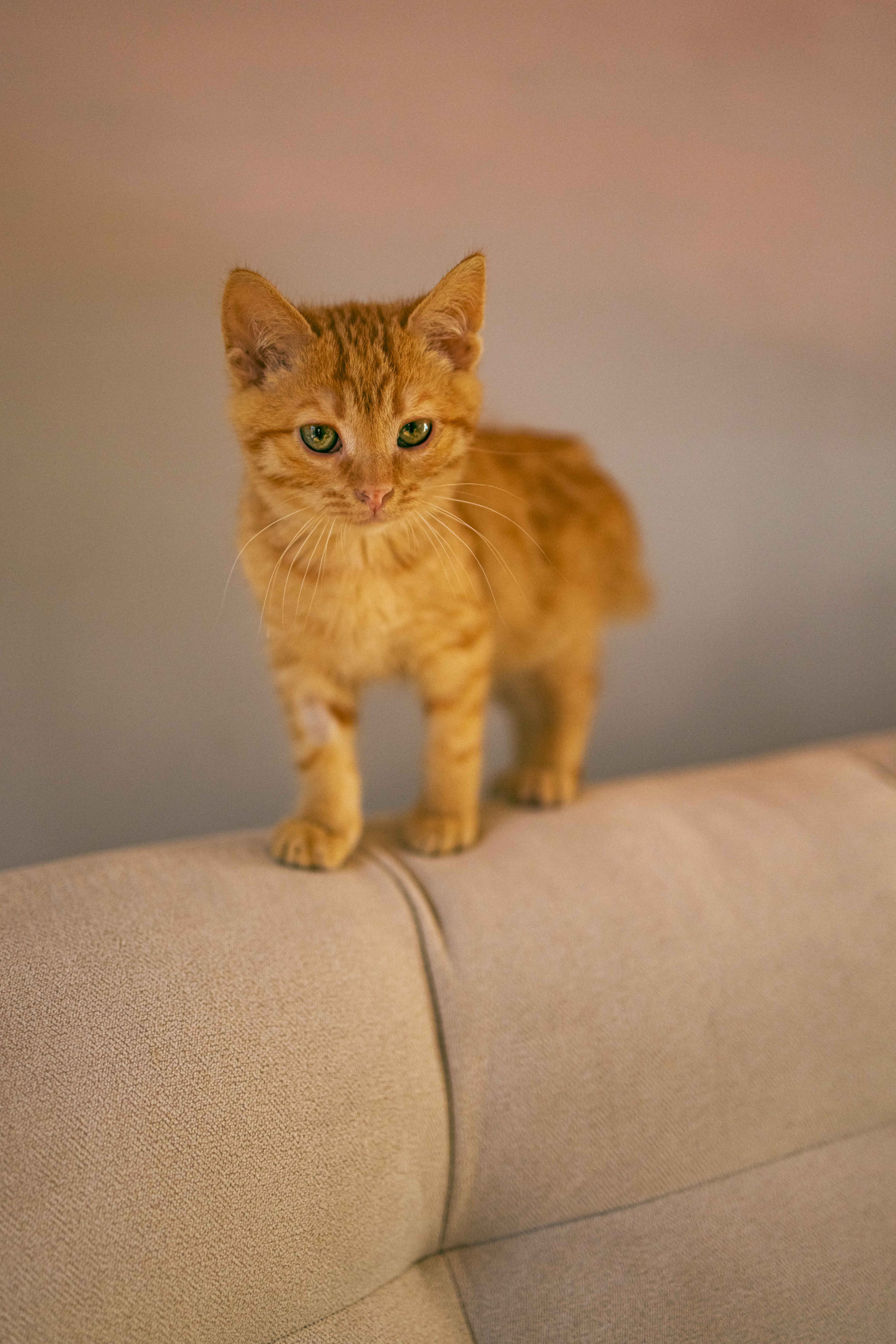 Кускус. Фотограф-анималист в Москве Лера Черноног