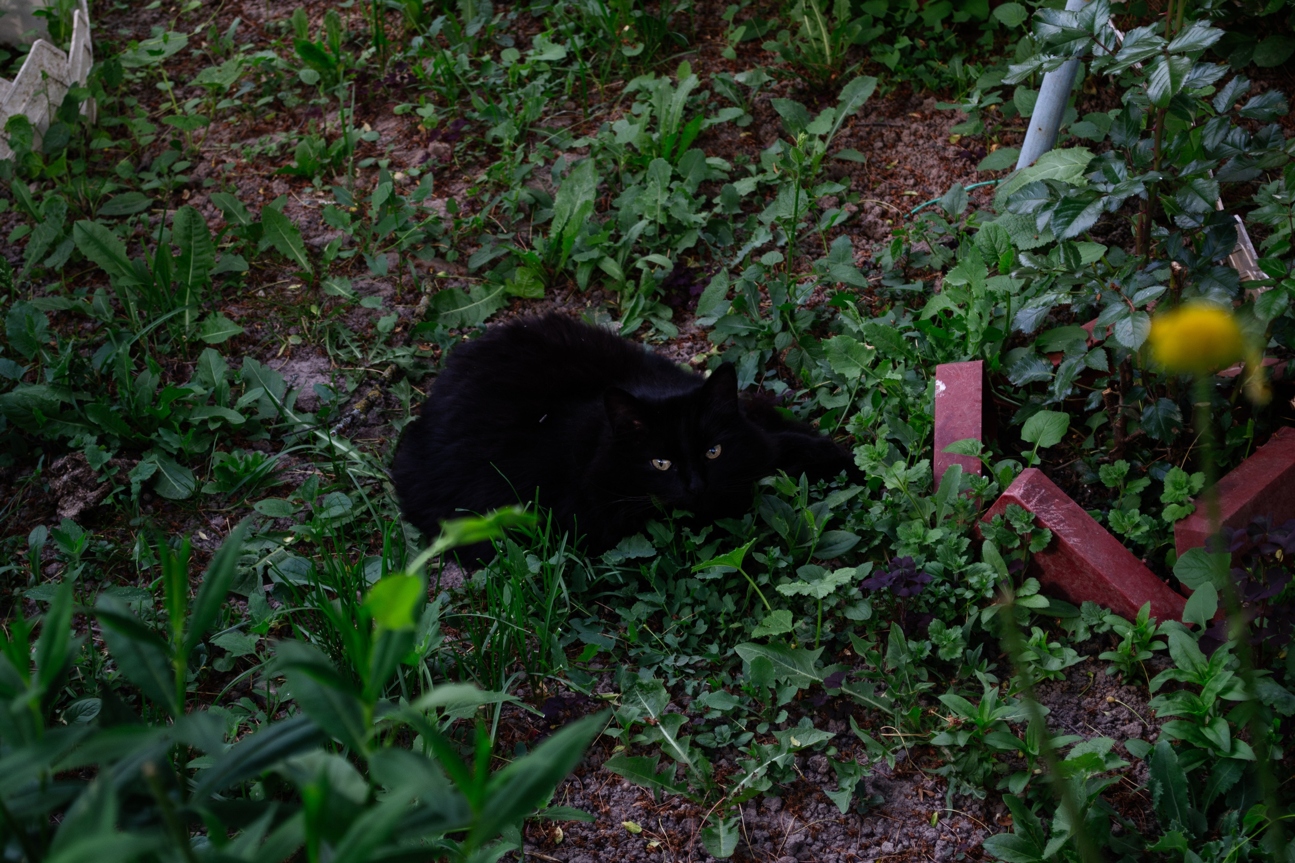 Cats.2. Dumshap | думшап