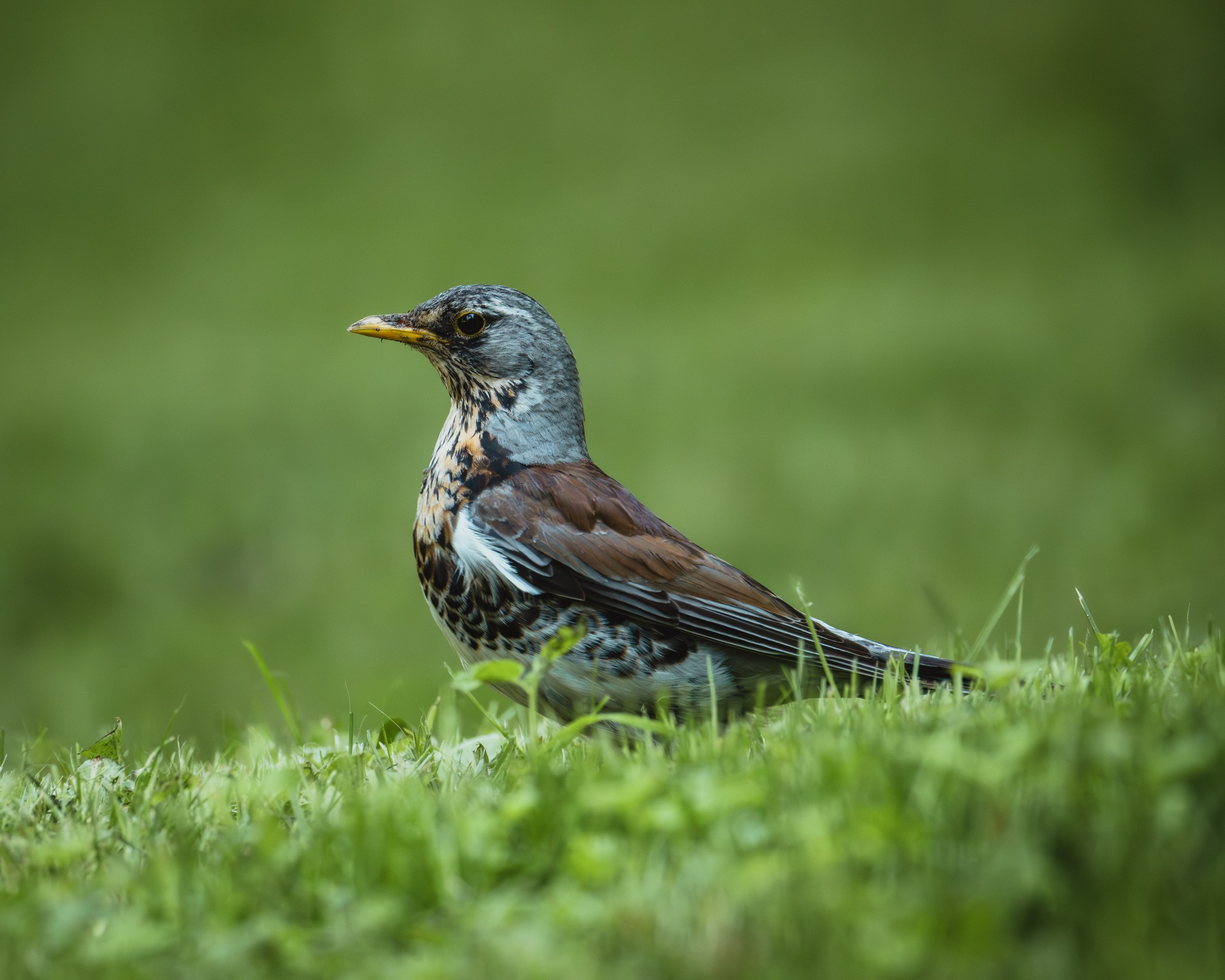 Smolensk 2025. Anton Chernov | Wildlife photographer