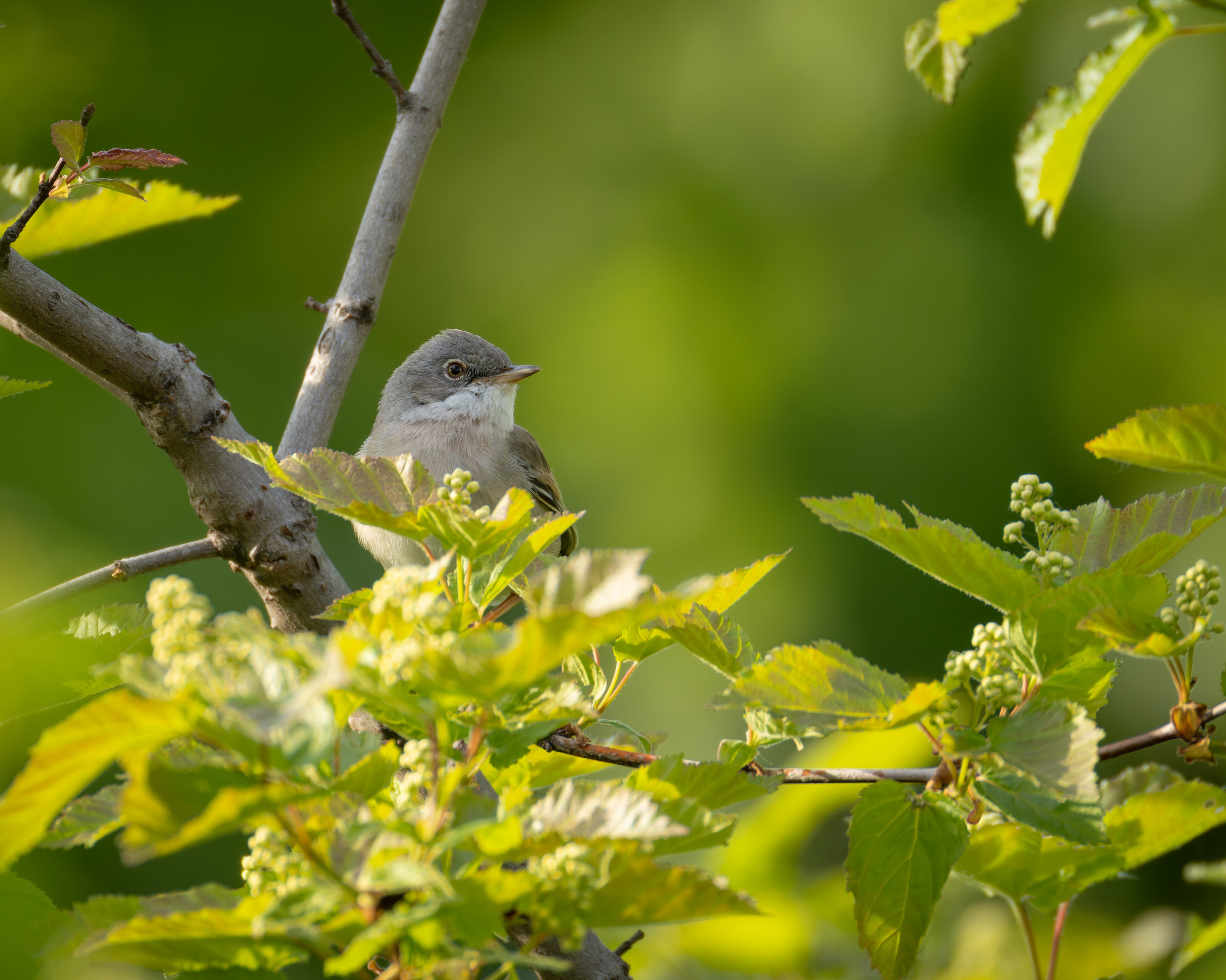 Voronezh 2025. Anton Chernov | Wildlife photographer