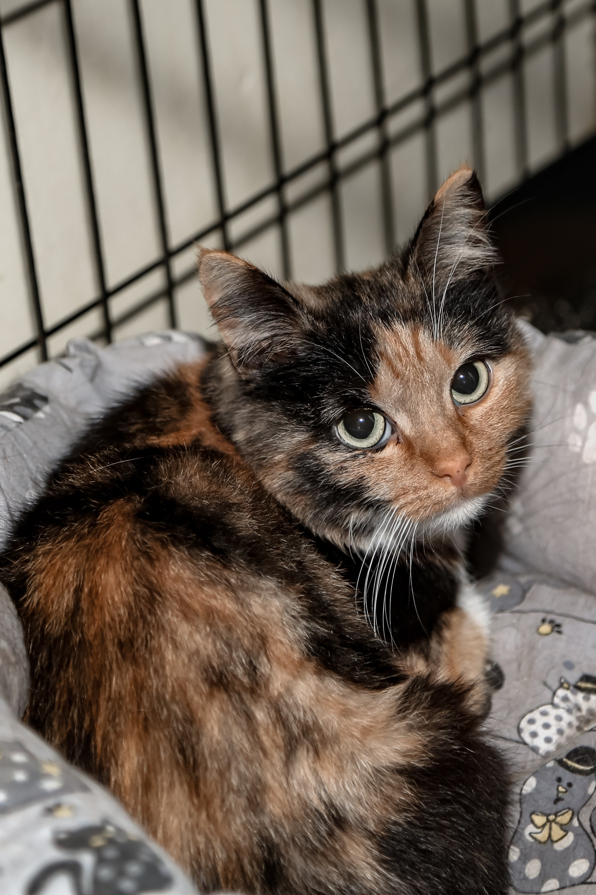 Приют Кошкин Дом Филимоша. Ваш фотограф в Оренбурге Рощупкина Екатерина