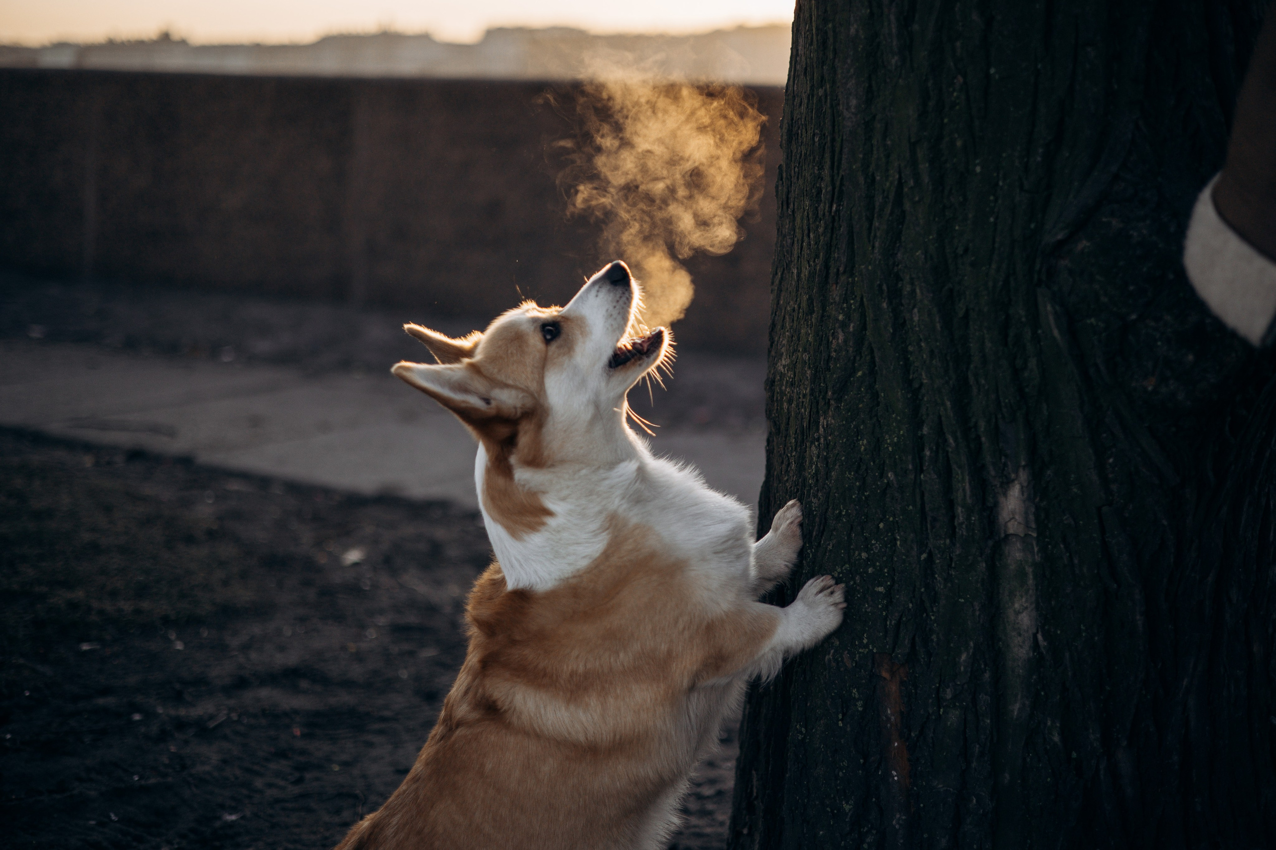 Настя и Ева. Фотограф — Анималист | Санкт-Петербург