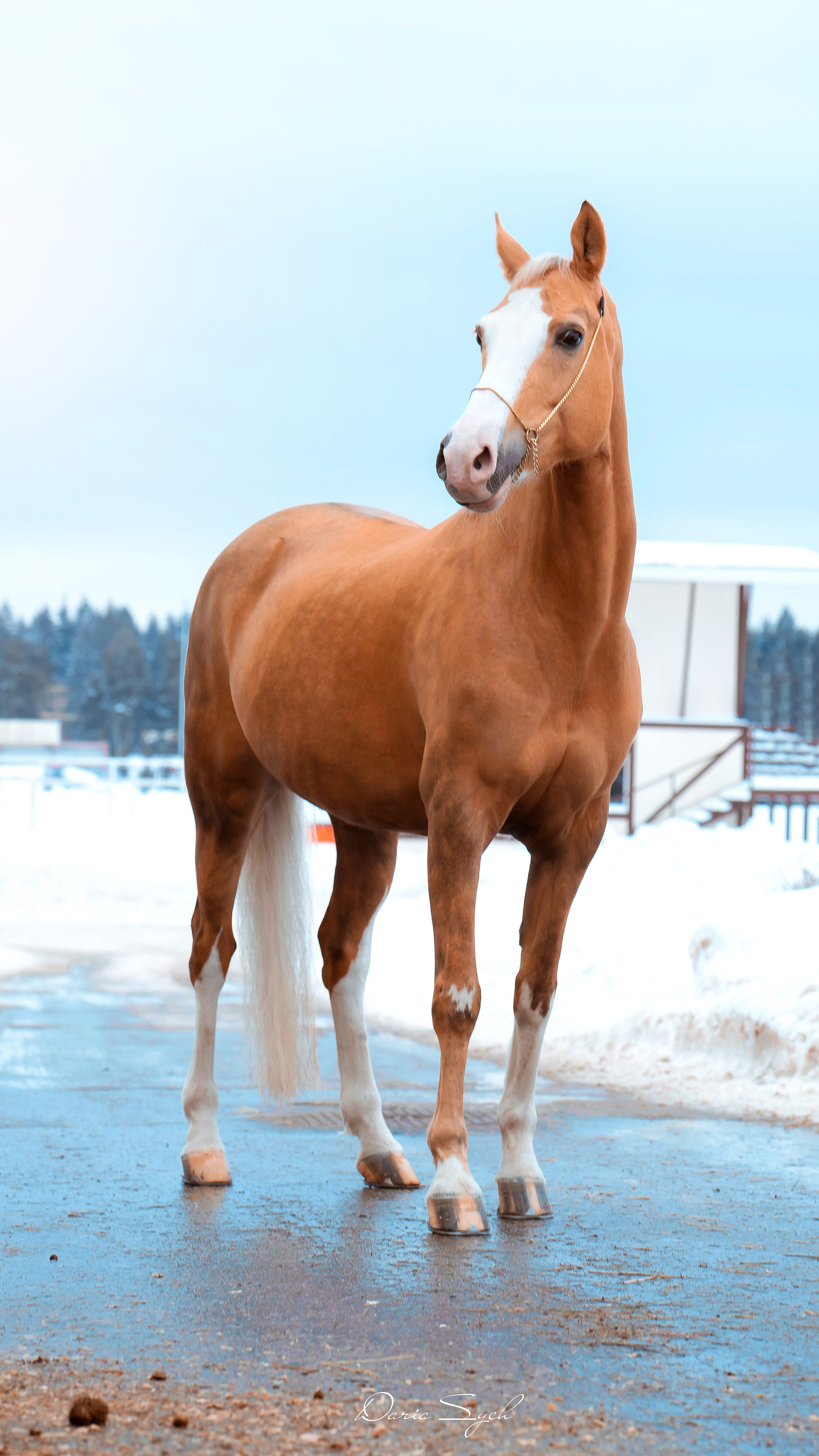 Ранняя весна. Фотограф Дарья Соколовская