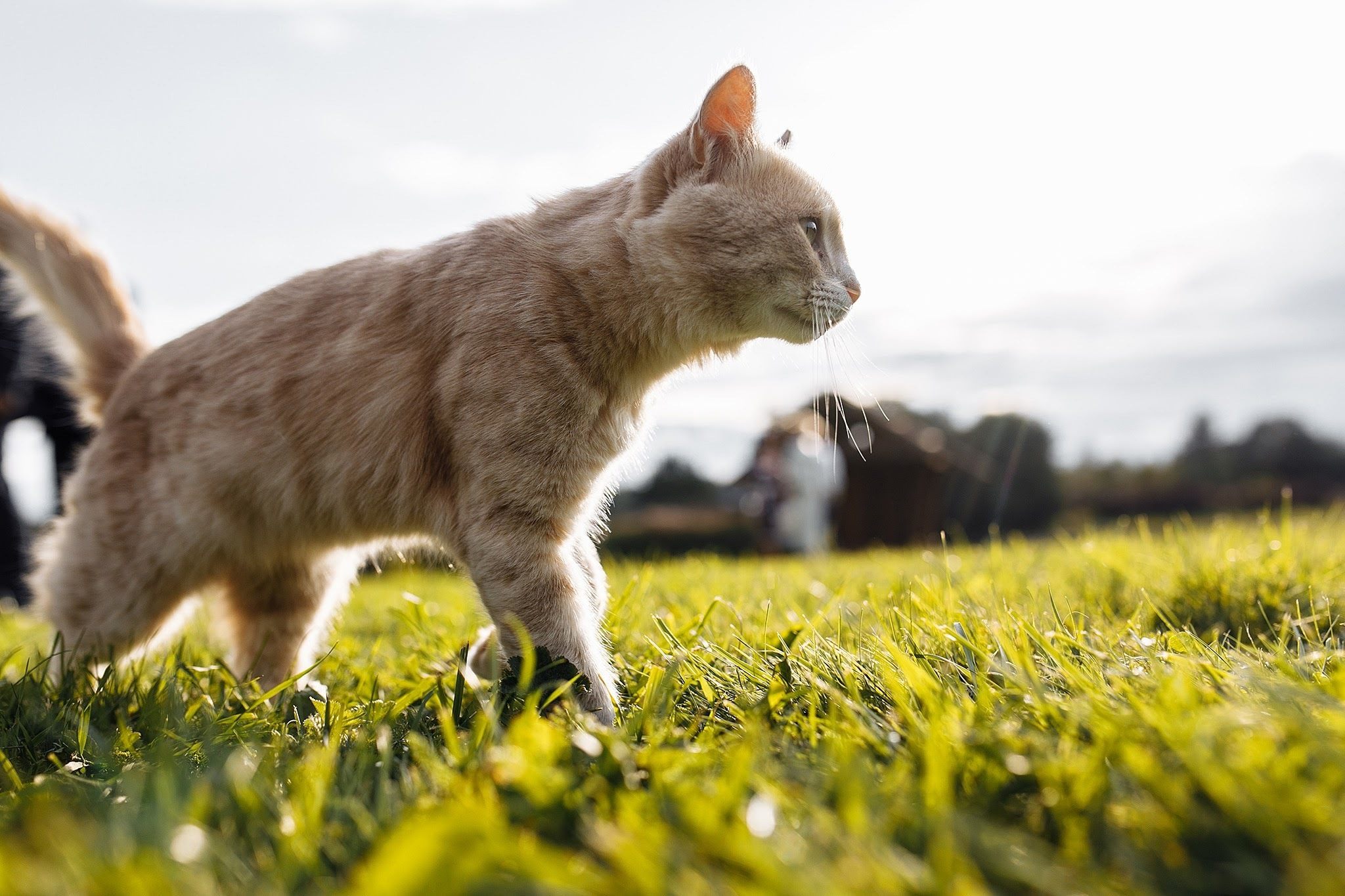 Свадьа в деревне A la Russe. Фотограф Игорь Цаплин