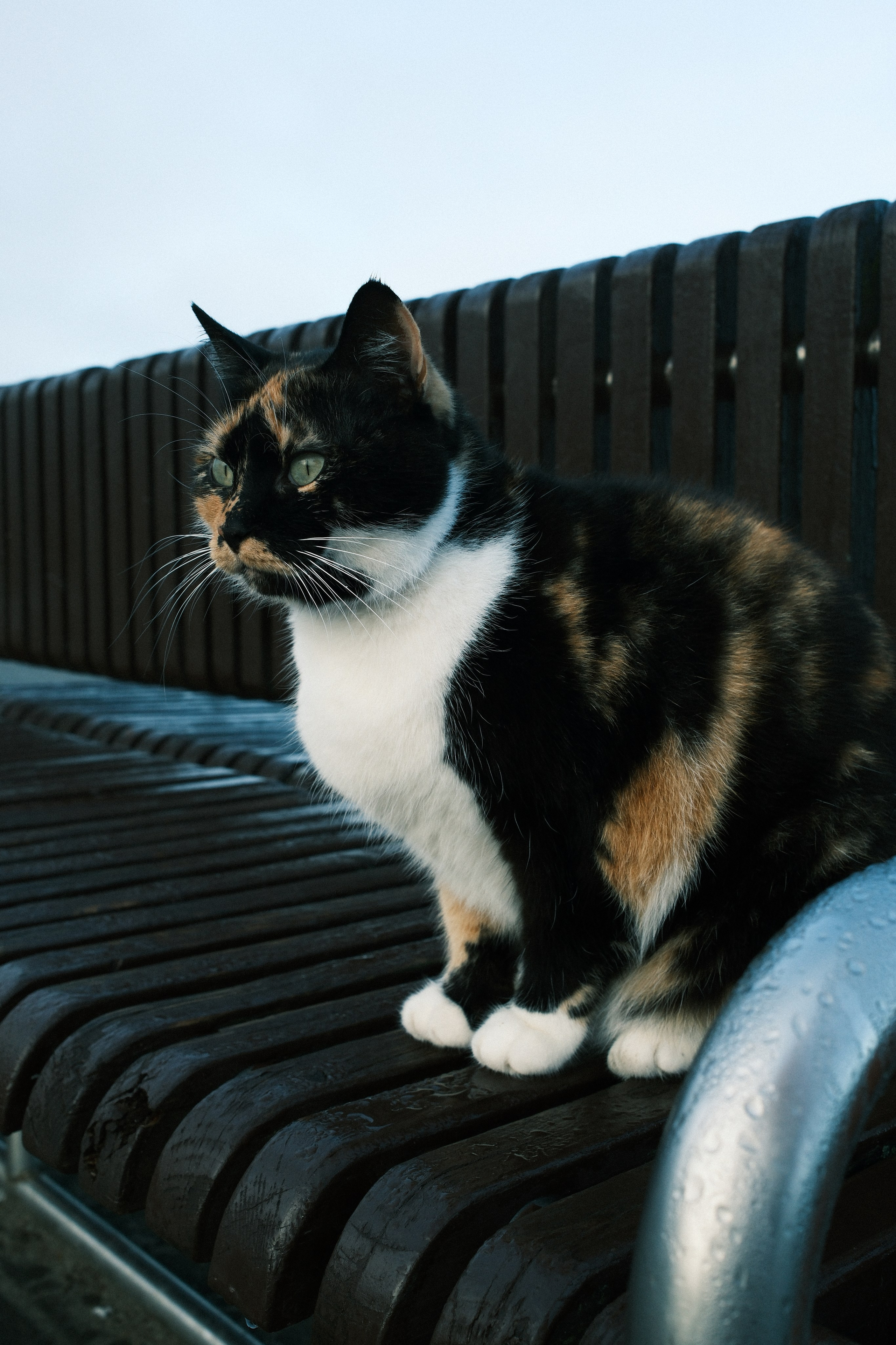 Зеленоградск. Калининградская область. Алексей Торопов фотограф