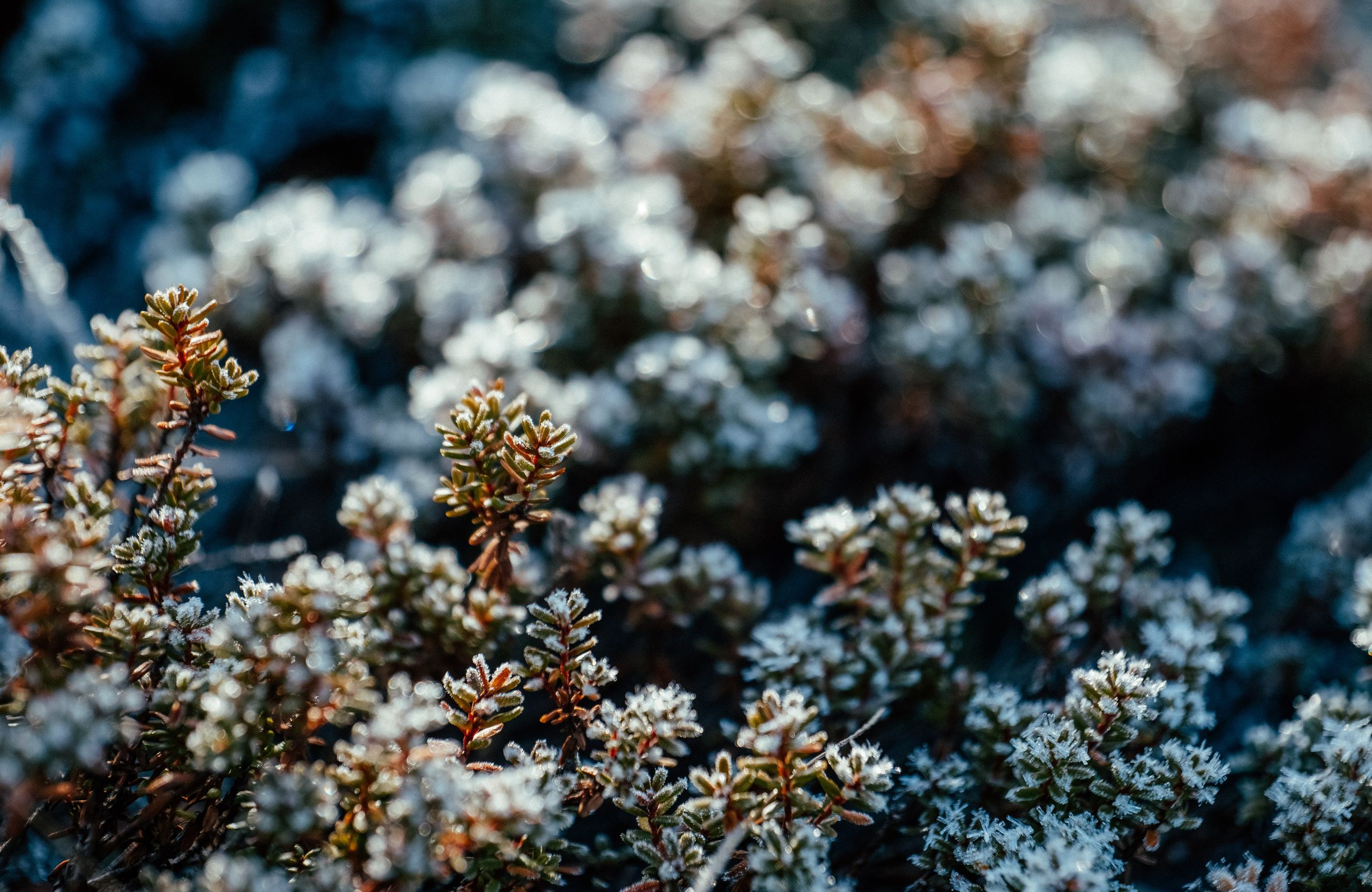 КАРЕЛИЯ / ОСЕНЬ. Создание контента | Фото | Видеосъемка | Александр Ярков