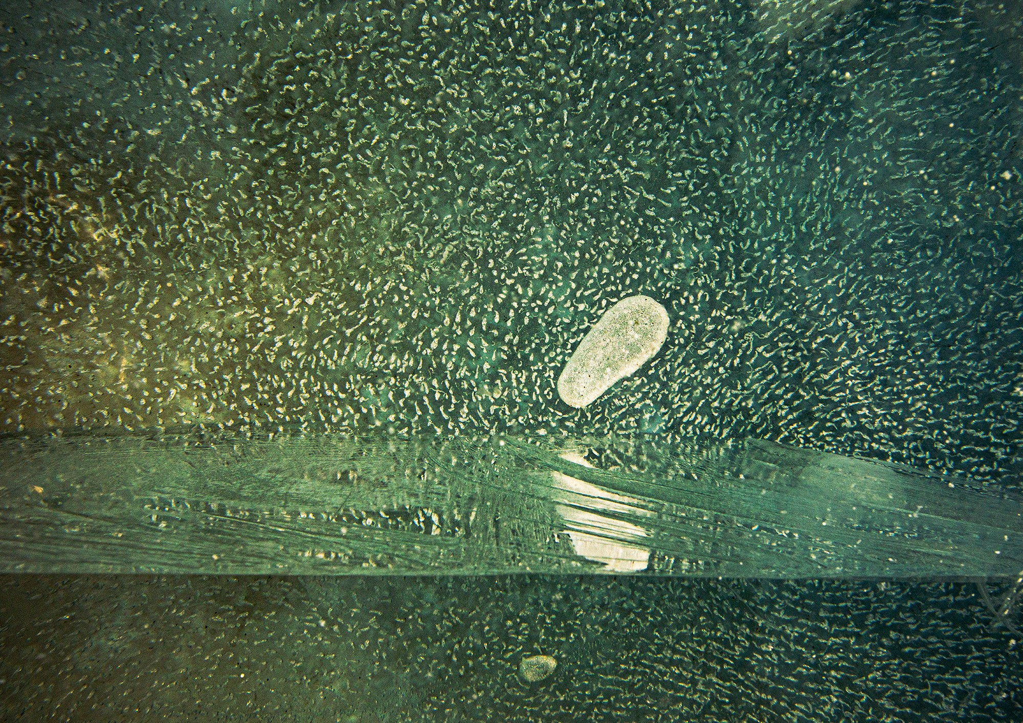 «Мы здесь». Фотограф Переверзева Наталья / Ханты-Мансийск