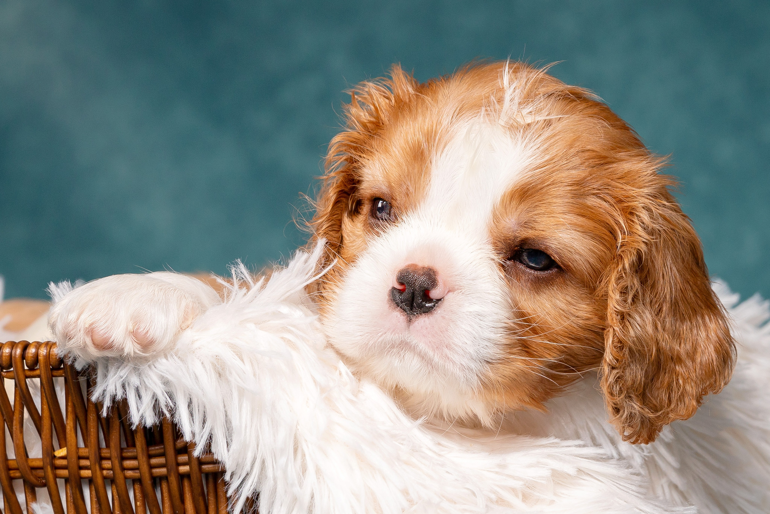 Кавалер Кинг Чарльз спаниель. Юлия Микульская. Рыбинск