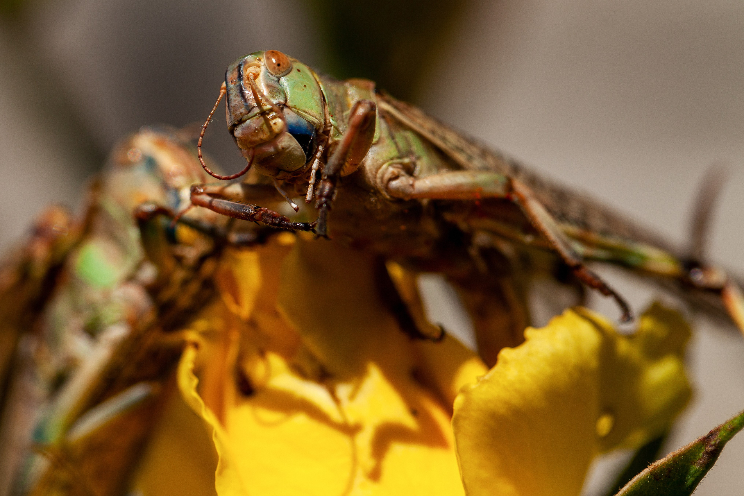 Саранча. Медиапродюсер, фотограф в Минеральных Водах —Виктор Холодов