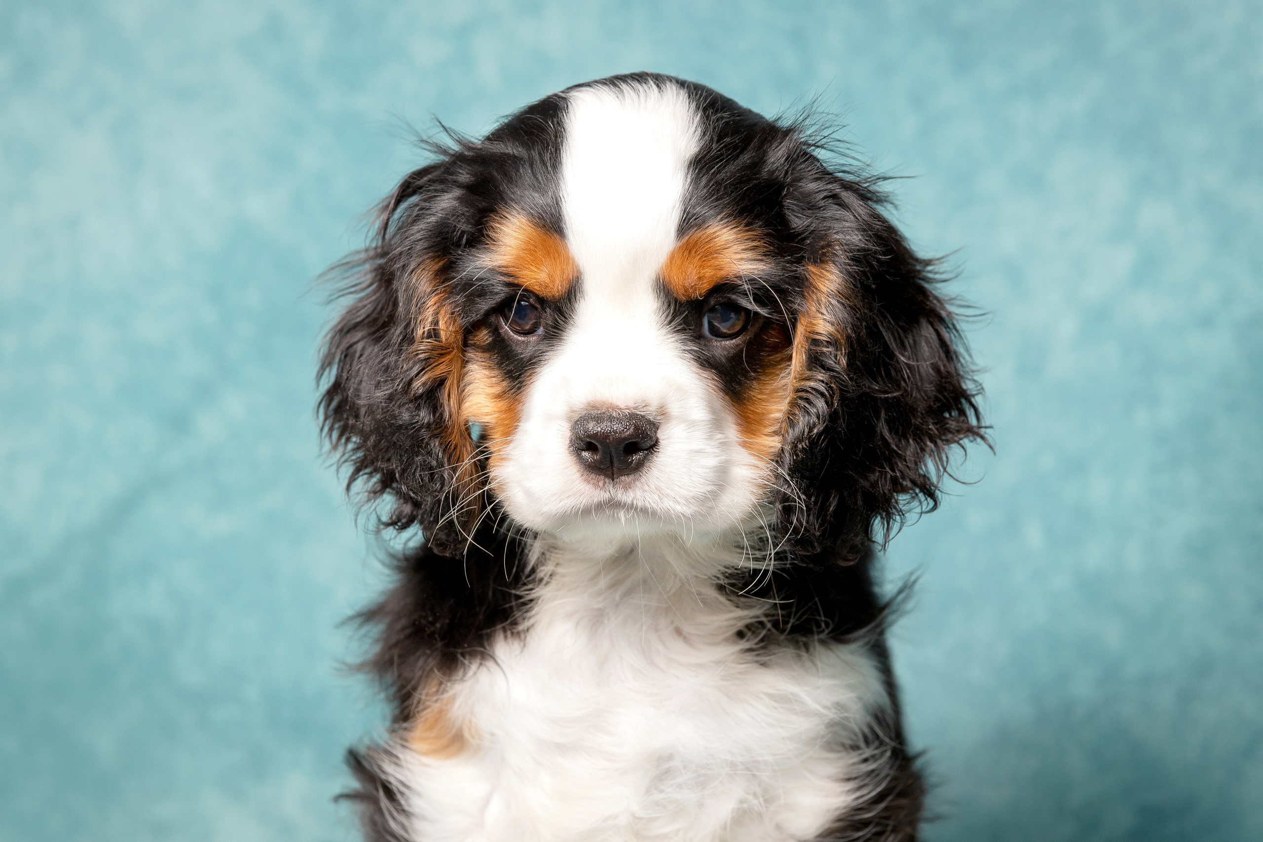 Кавалер Кинг Чарльз спаниель. Юлия Микульская. Рыбинск