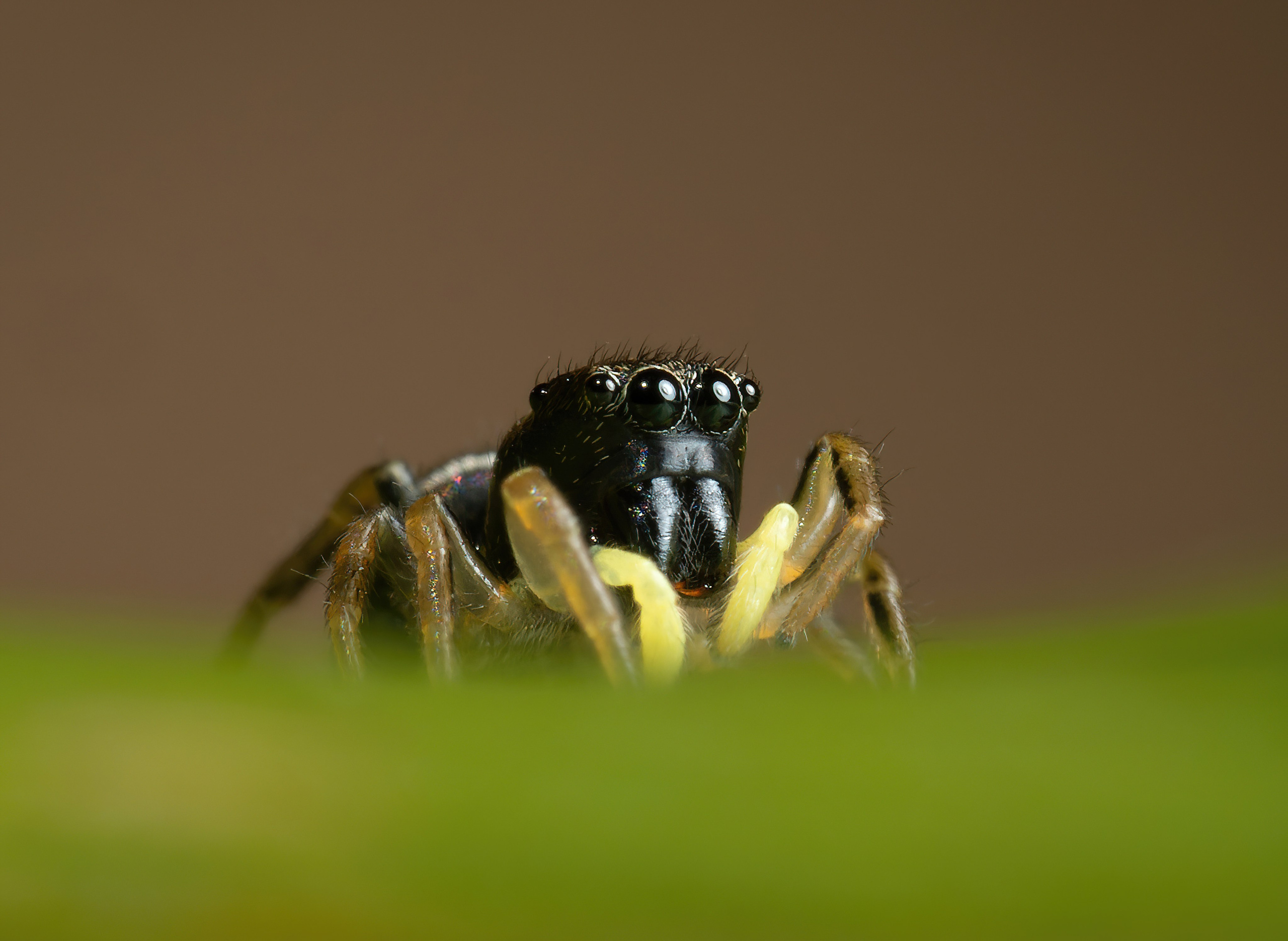 Пауки. Oles Paritskiy