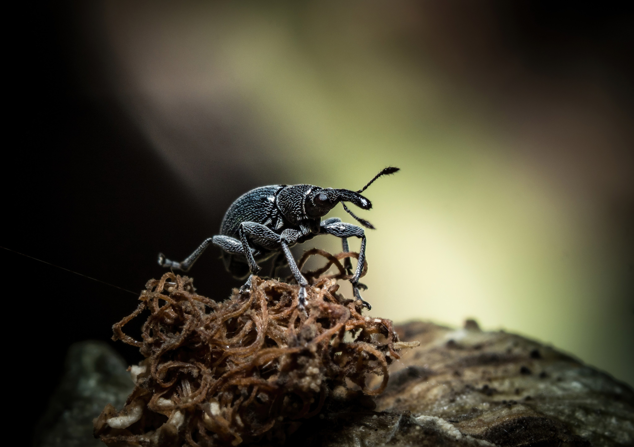 Остальные. Oles Paritskiy