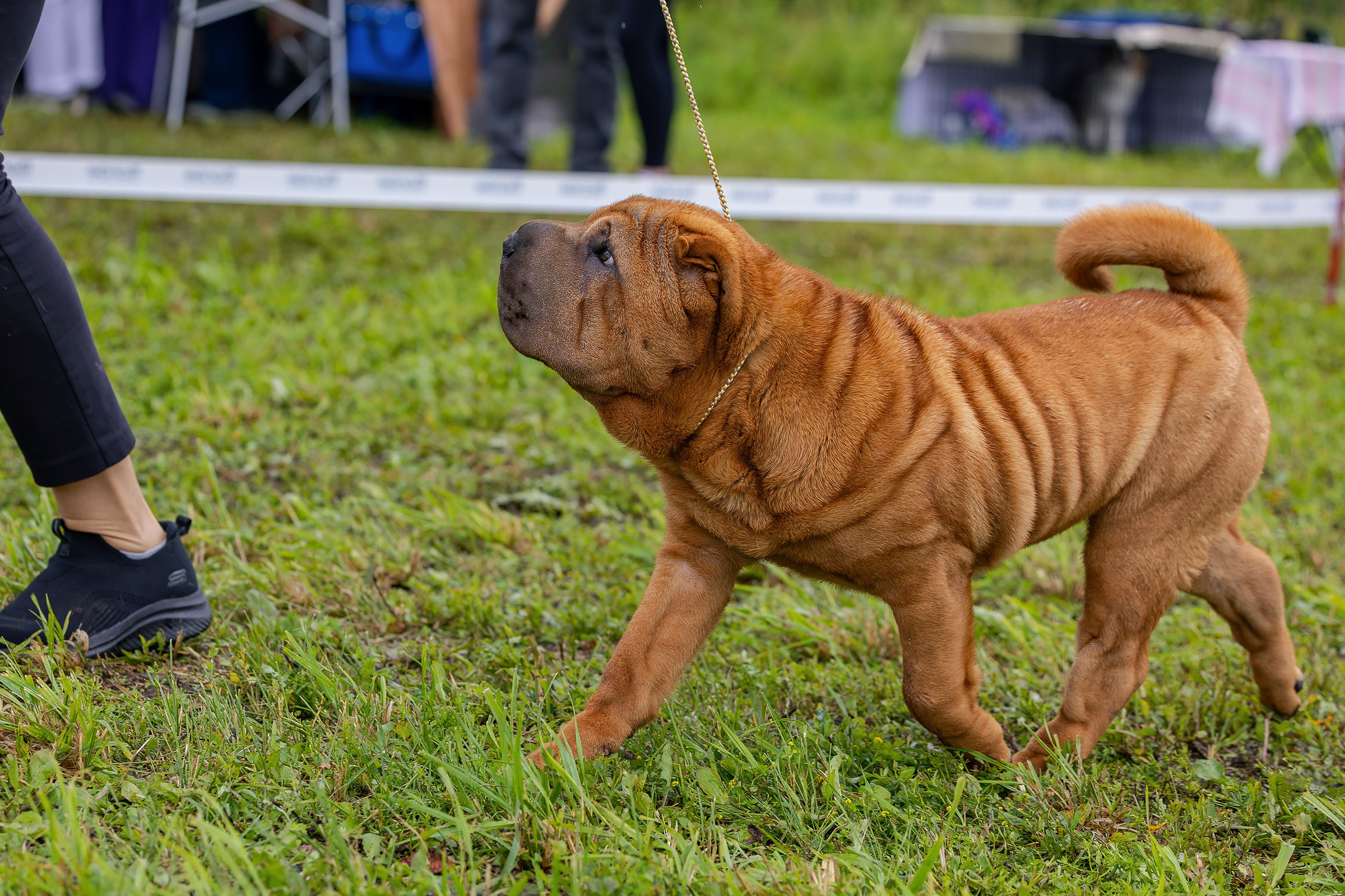 28 июня 2025, Выставка РКФ, г. Кунгур. Htykk_photo