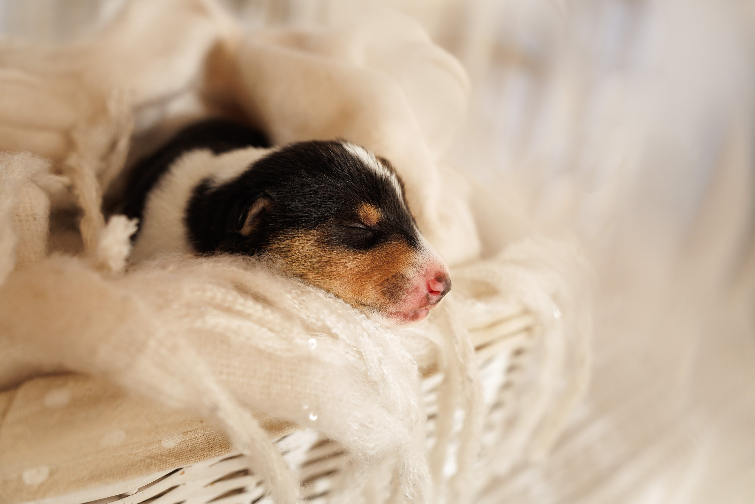 Короткошерстные колли в 2 недели. Фотограф-анималист в Москве и Московской области Татьяна Фролова