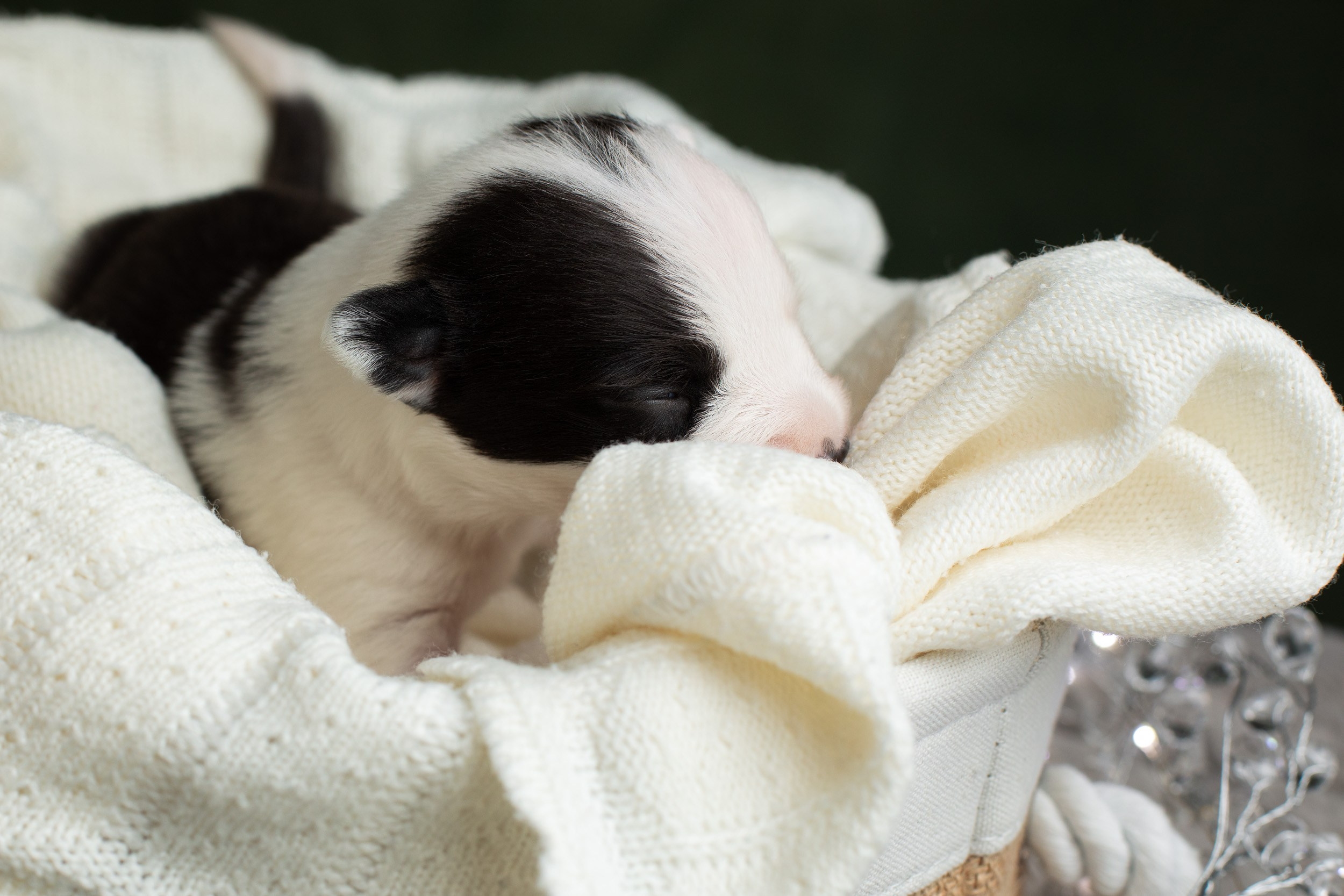 Студийная ньюборн съемка помета бордер-колли. Фотограф-анималист в Москве и Московской области Татьяна Фролова