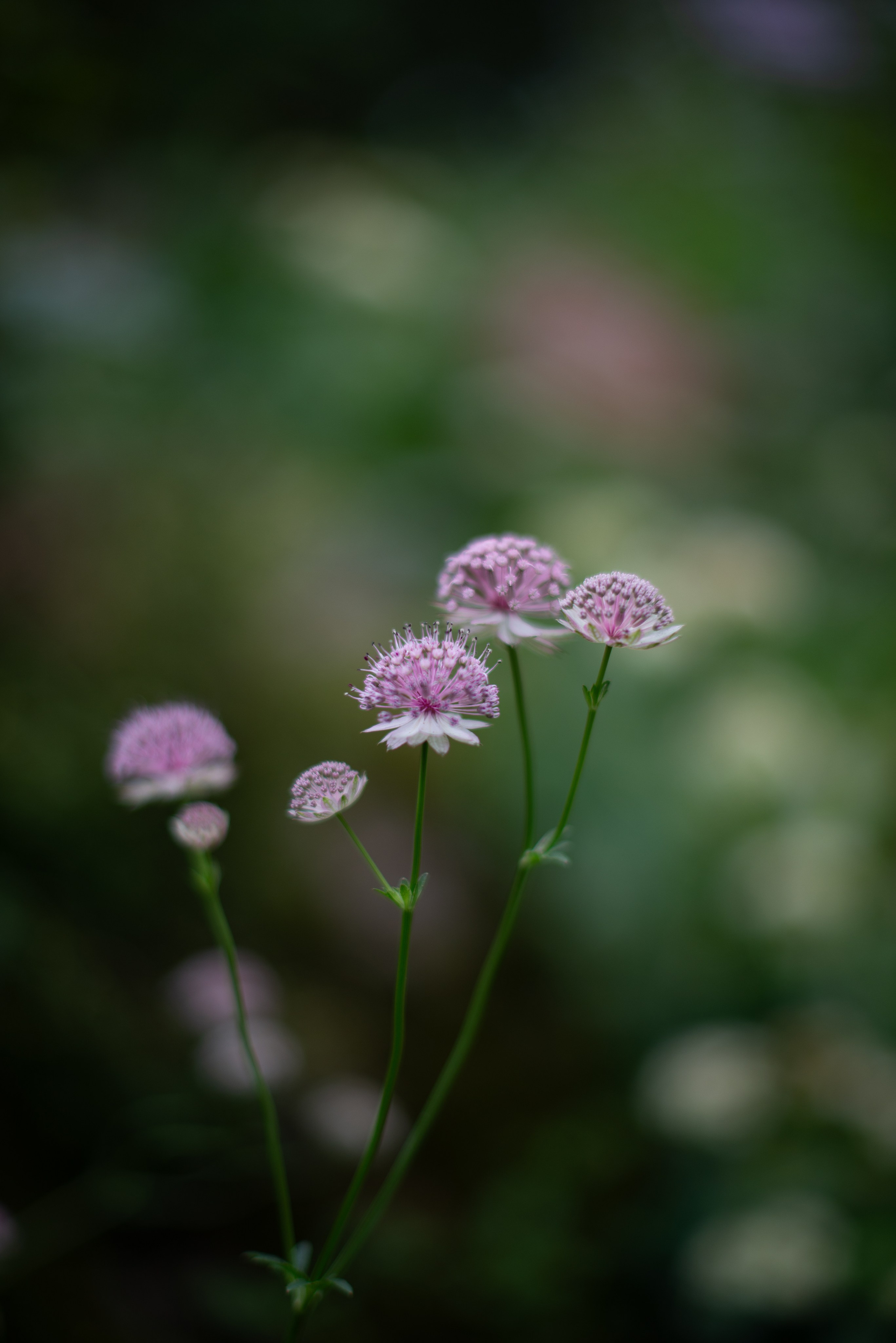 Цветы сада МГУ. Victoria Radjevna Репортажный Фотограф — Видеограф Москва • Санкт-Петербург