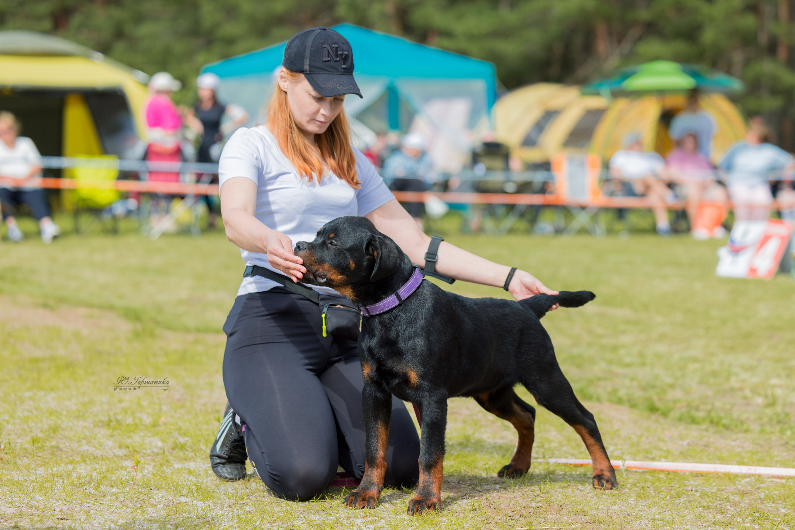 Тверь ротвейлеры 5-6.07.2025. Фотограф-анималист Юлия Германика