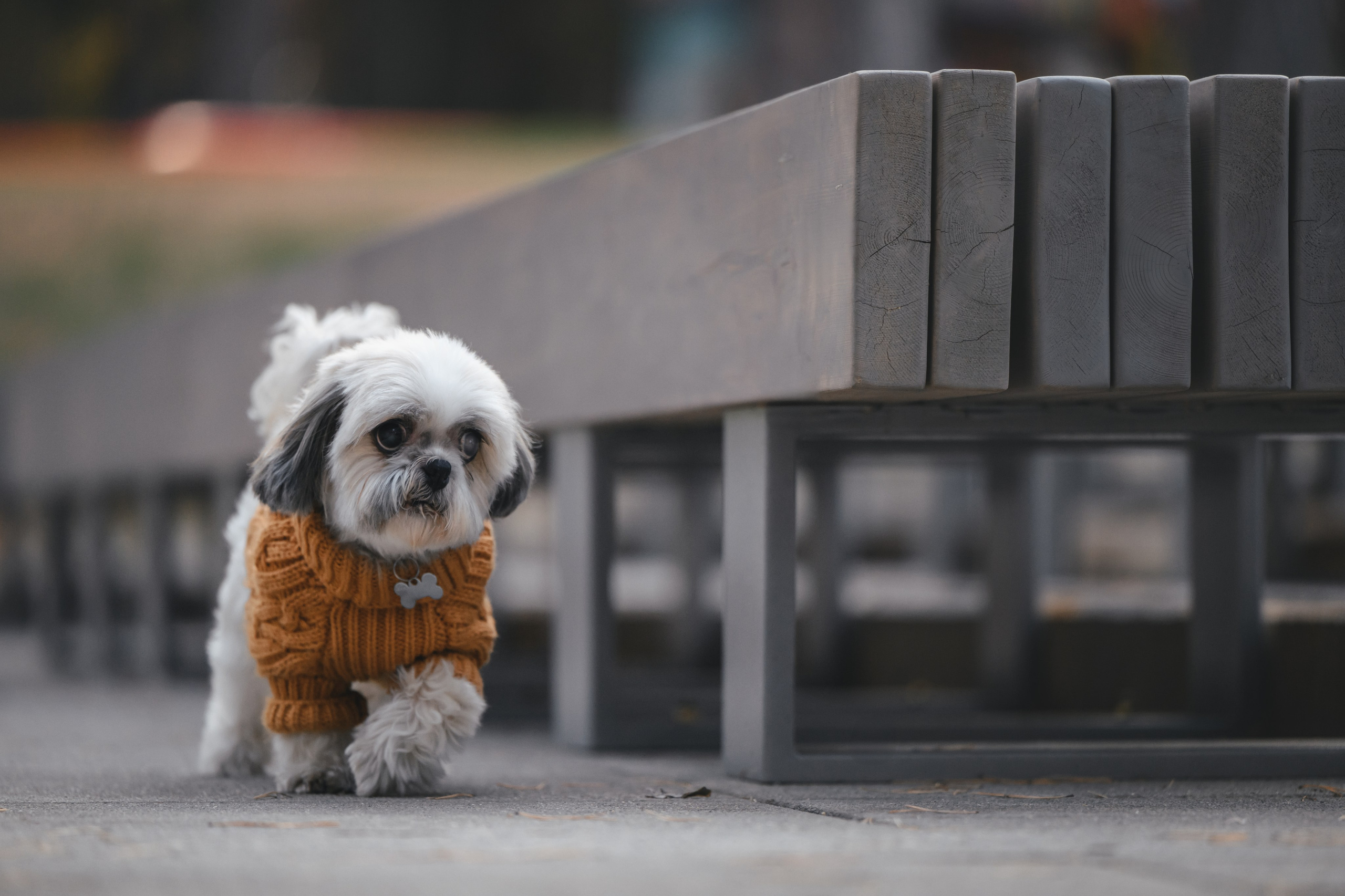 Ирина и Винни. Фотограф Анималист в Москве Анастасия Жучкова