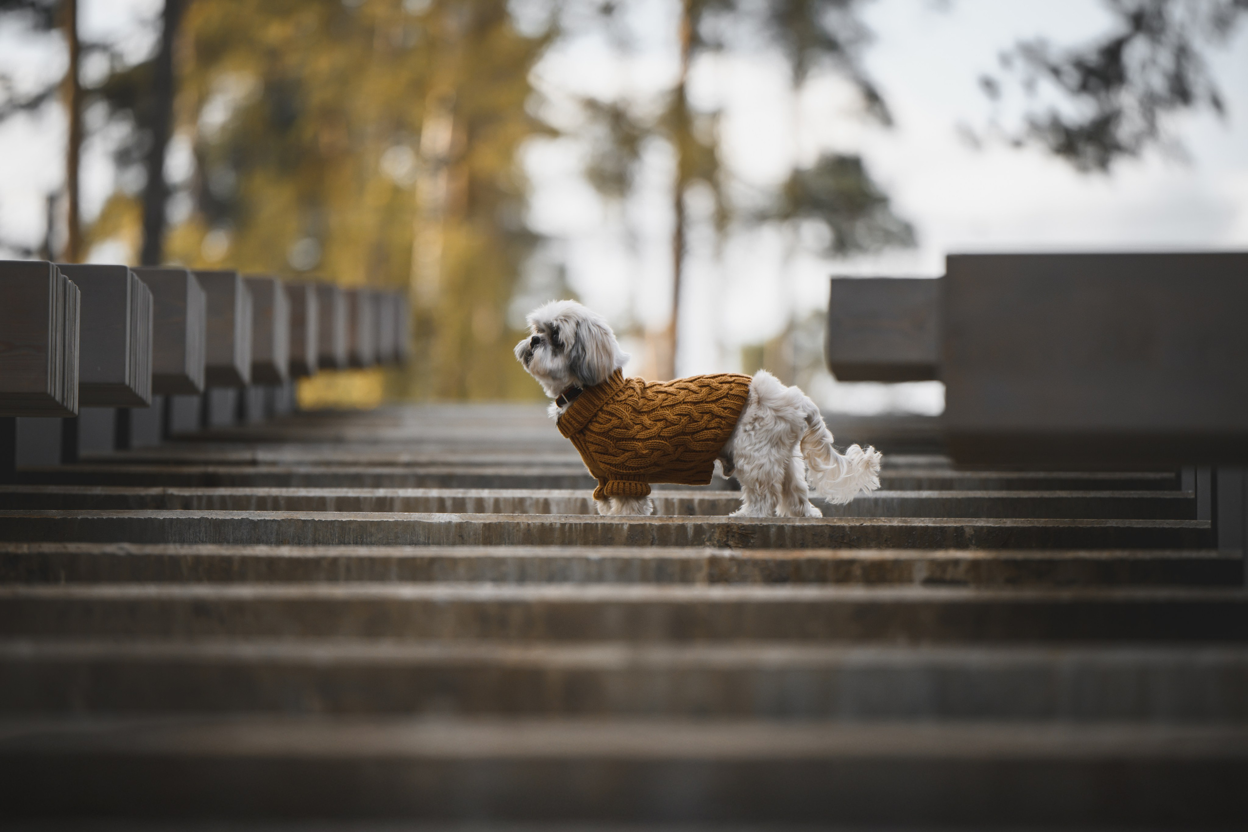 Ирина и Винни. Фотограф Анималист в Москве Анастасия Жучкова