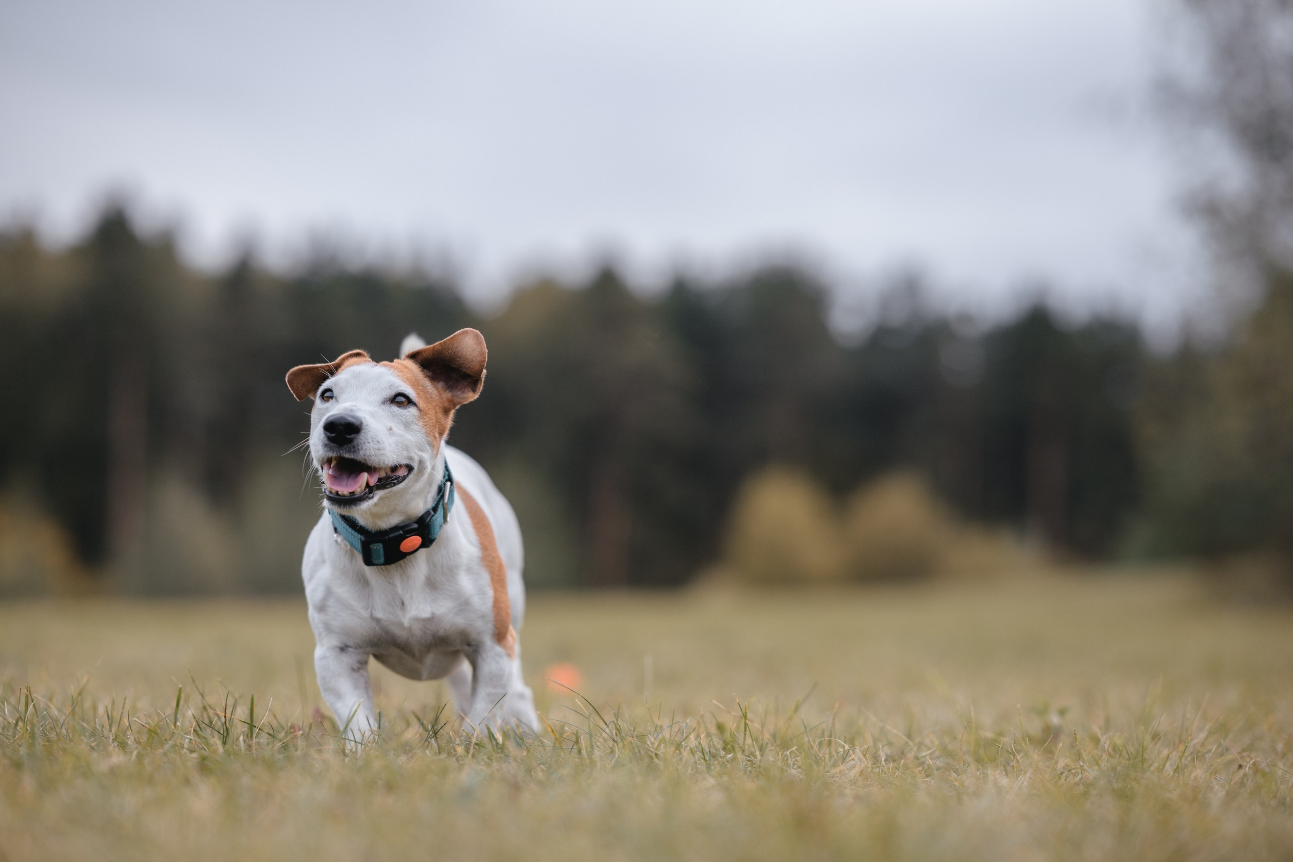 Юлиана и Риф. Фотограф Анималист в Москве Анастасия Жучкова