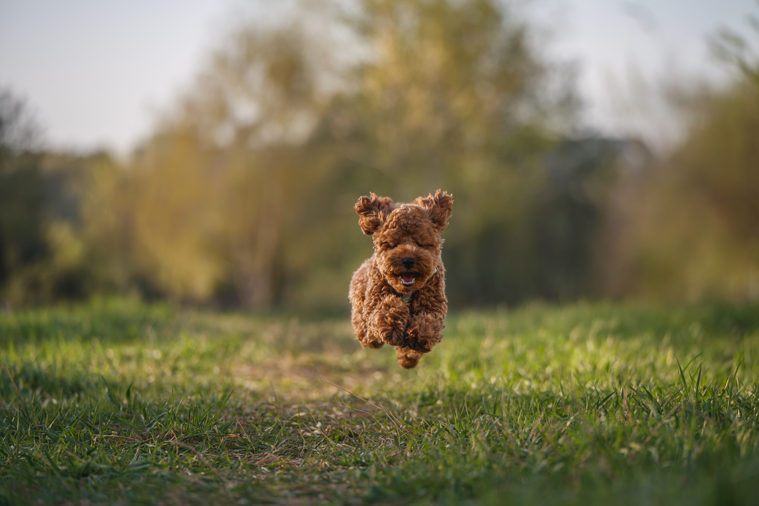 Пудель на закате. Фотограф Анималист в Москве Анастасия Жучкова