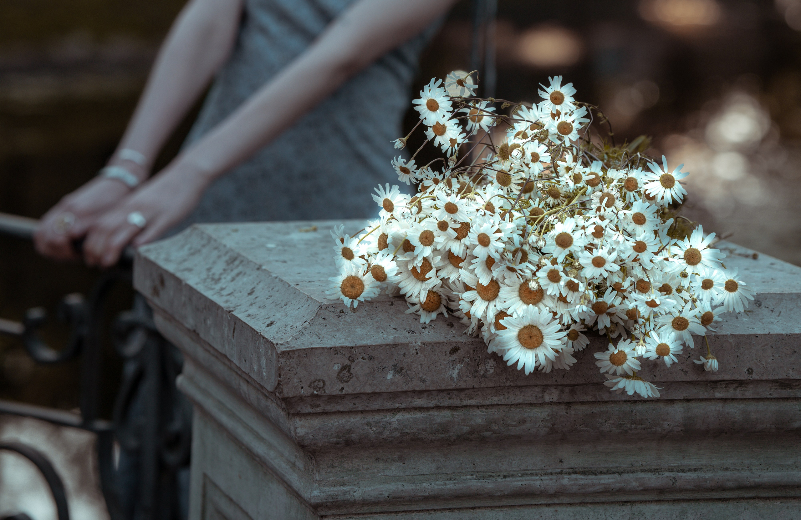 #Белые ночи. Рассвет в Лопухинском саду. Главная