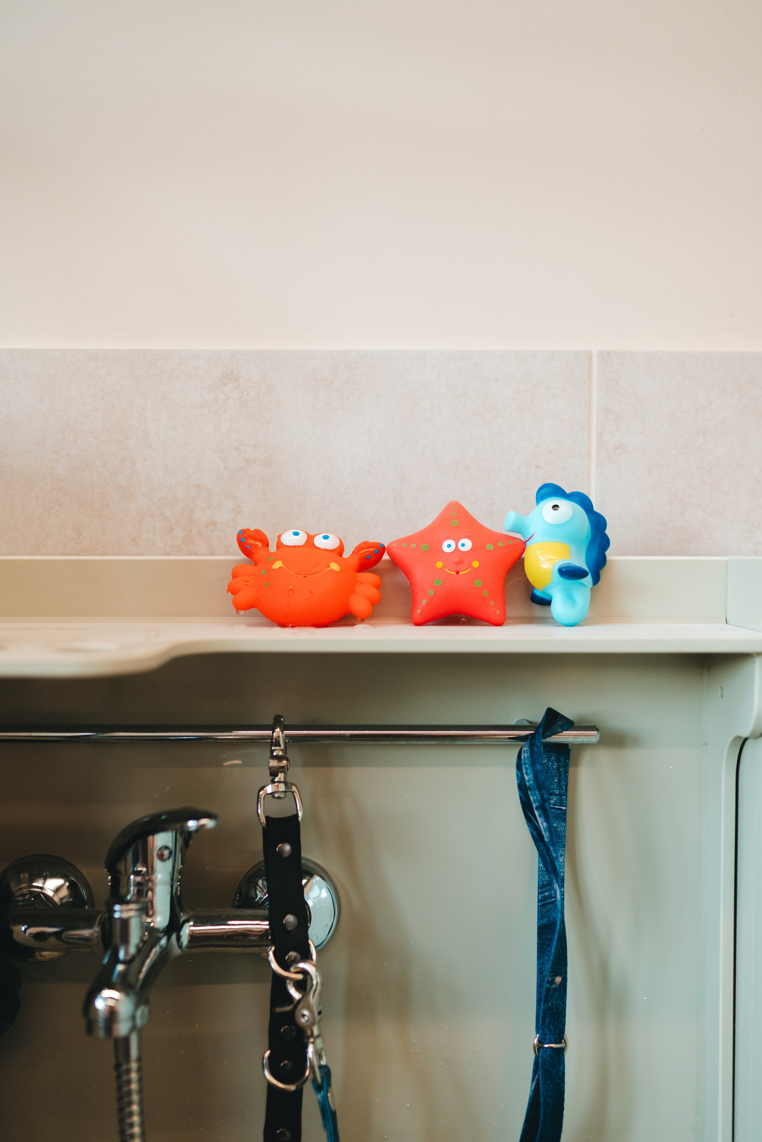 Груминг — салон. Фотограф анималист Осипчикова Мария