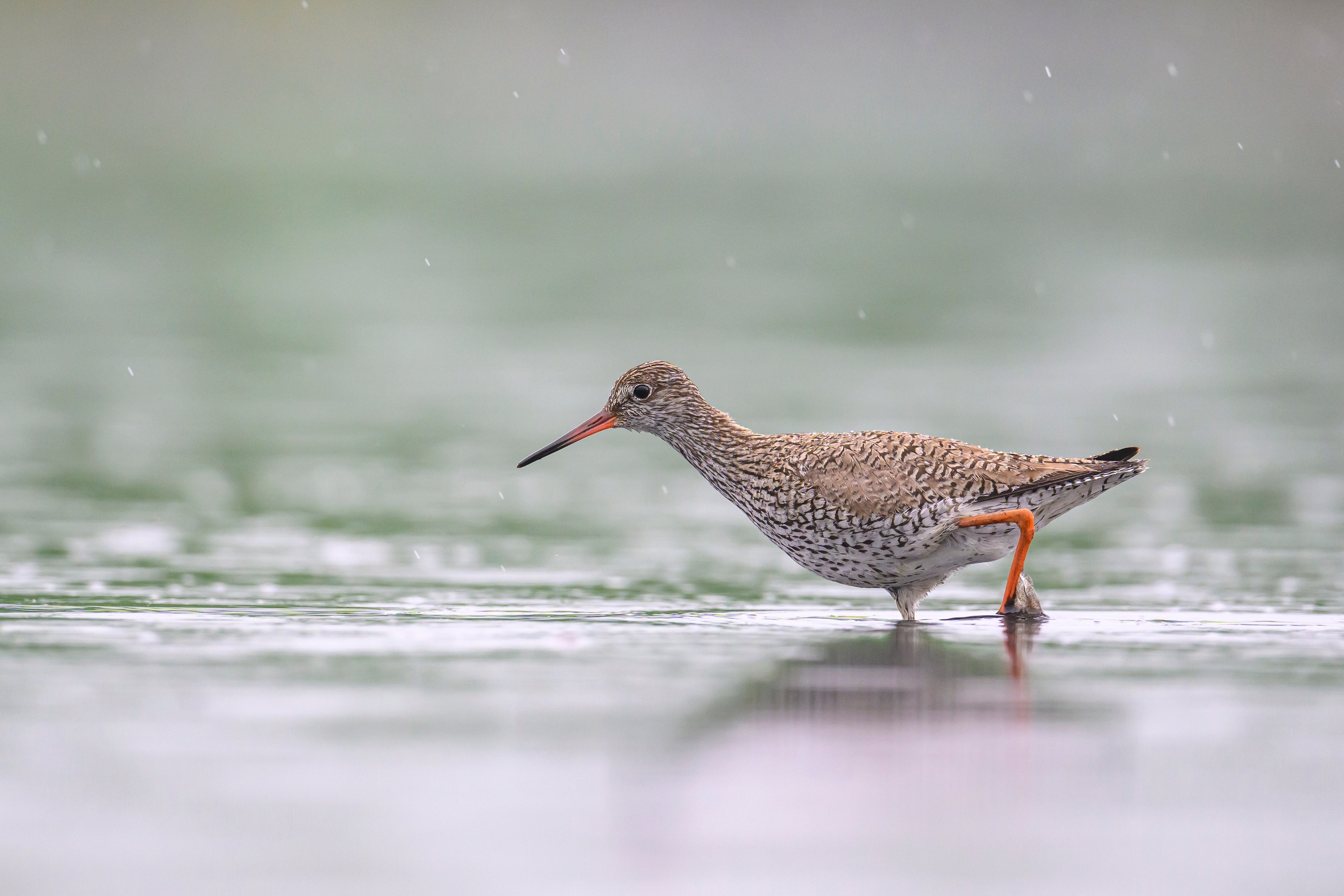Кулики. Wildlife photography by Sergey Puponin