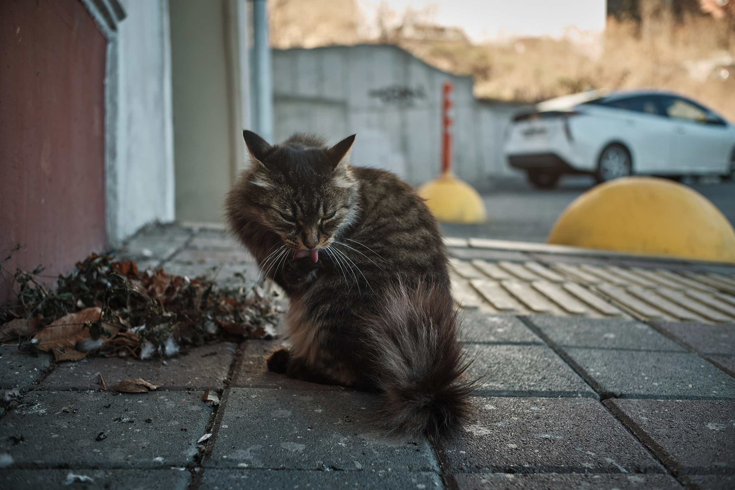 Котики. Фотограф портретный архитектурный лавстори будуар Санкт-Петербург Виктор Иванов