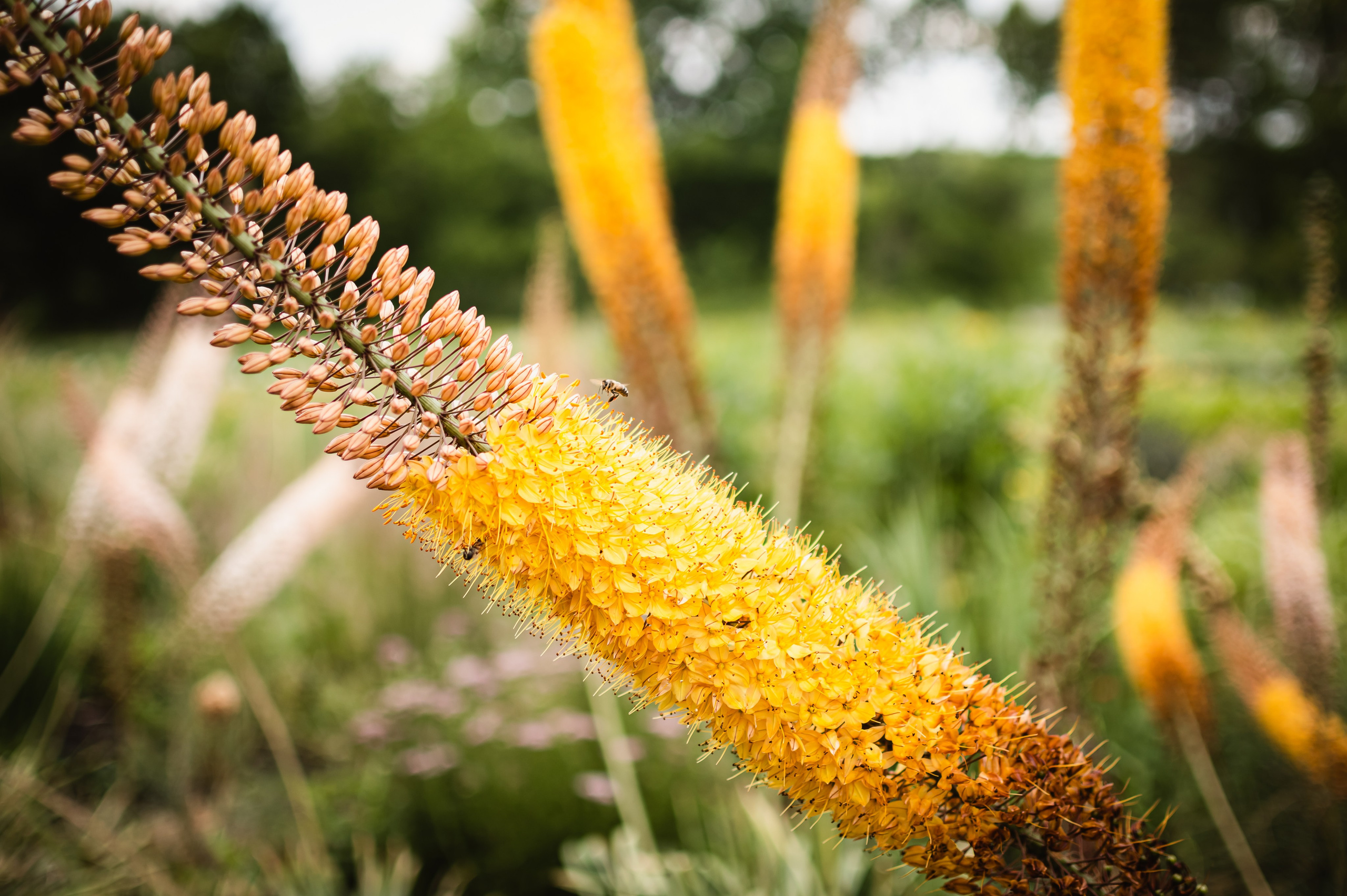 Сезон цветения в Донецком ботаническом саду