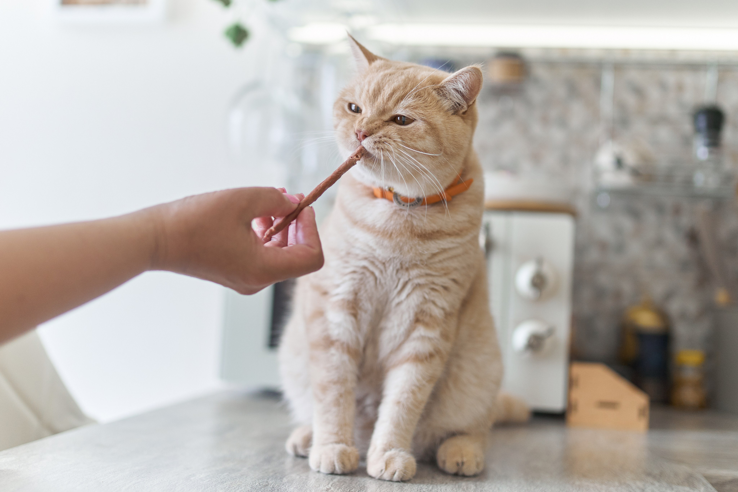 Фотосессия кота. Мужская фотосессия в СПб|Ирина Курманаева