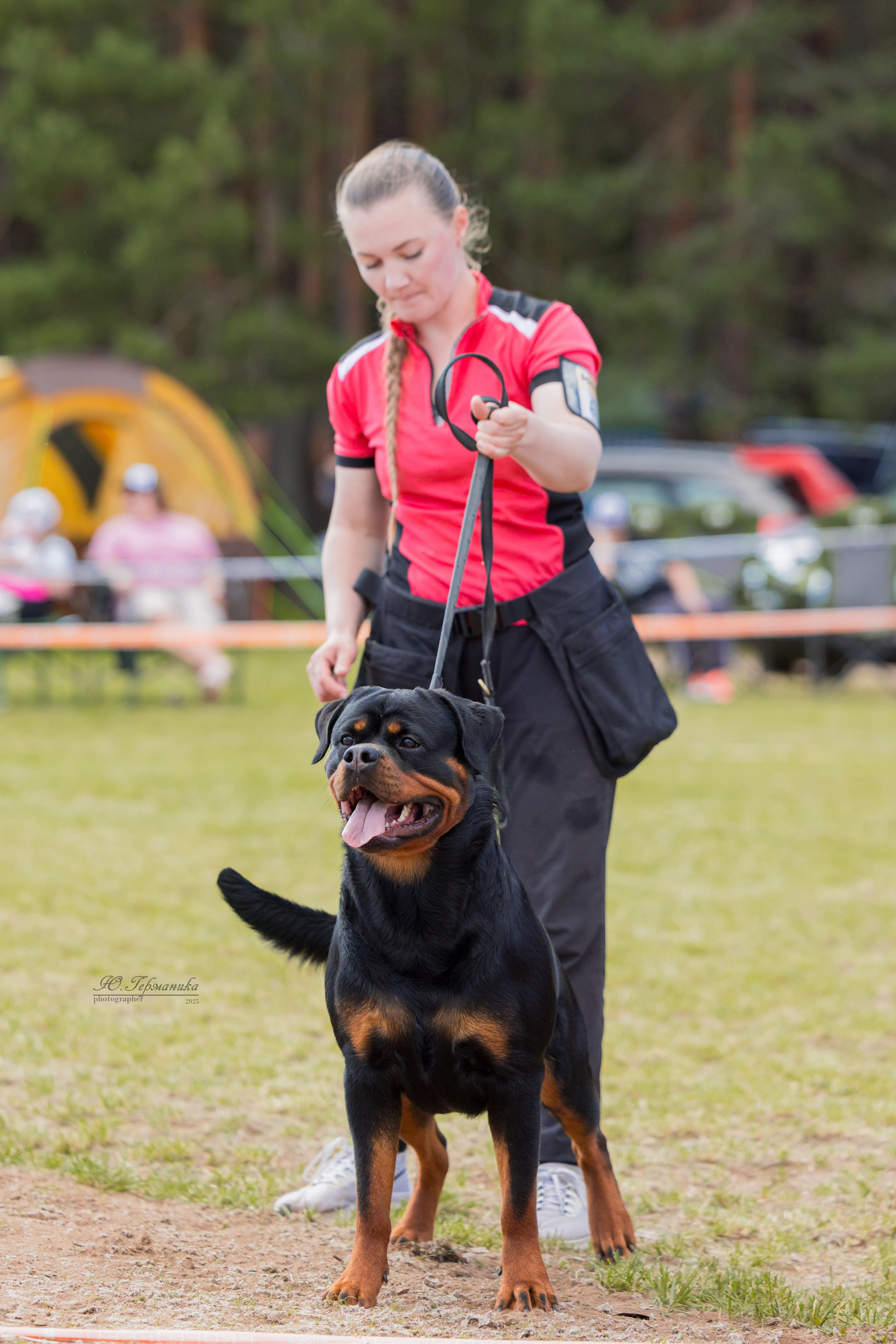 Тверь ротвейлеры 5-6.07.2025. Фотограф-анималист Юлия Германика