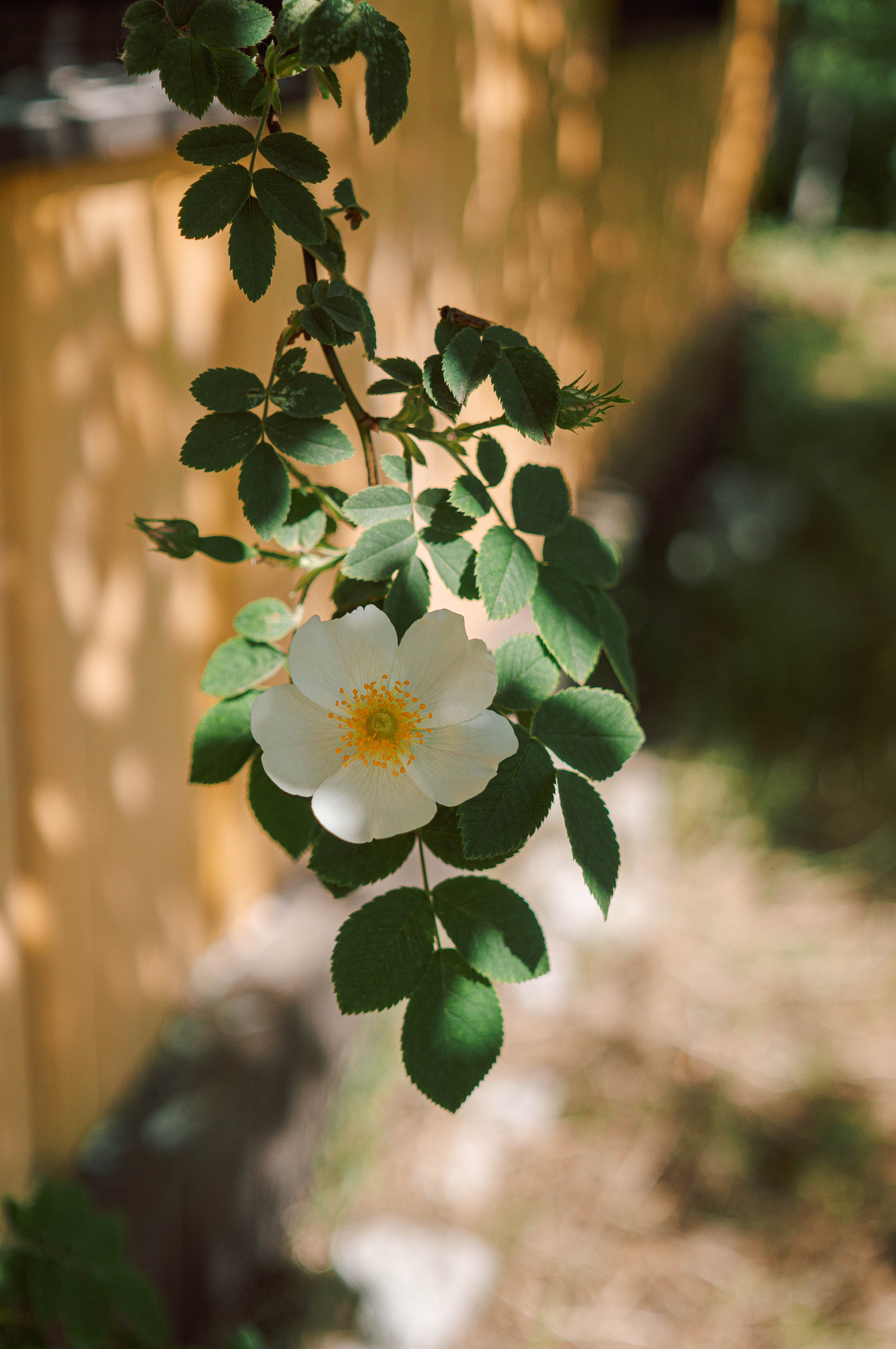 Природа. Свадебный и семейный фотограф в Краснодаре и Краснодарском крае