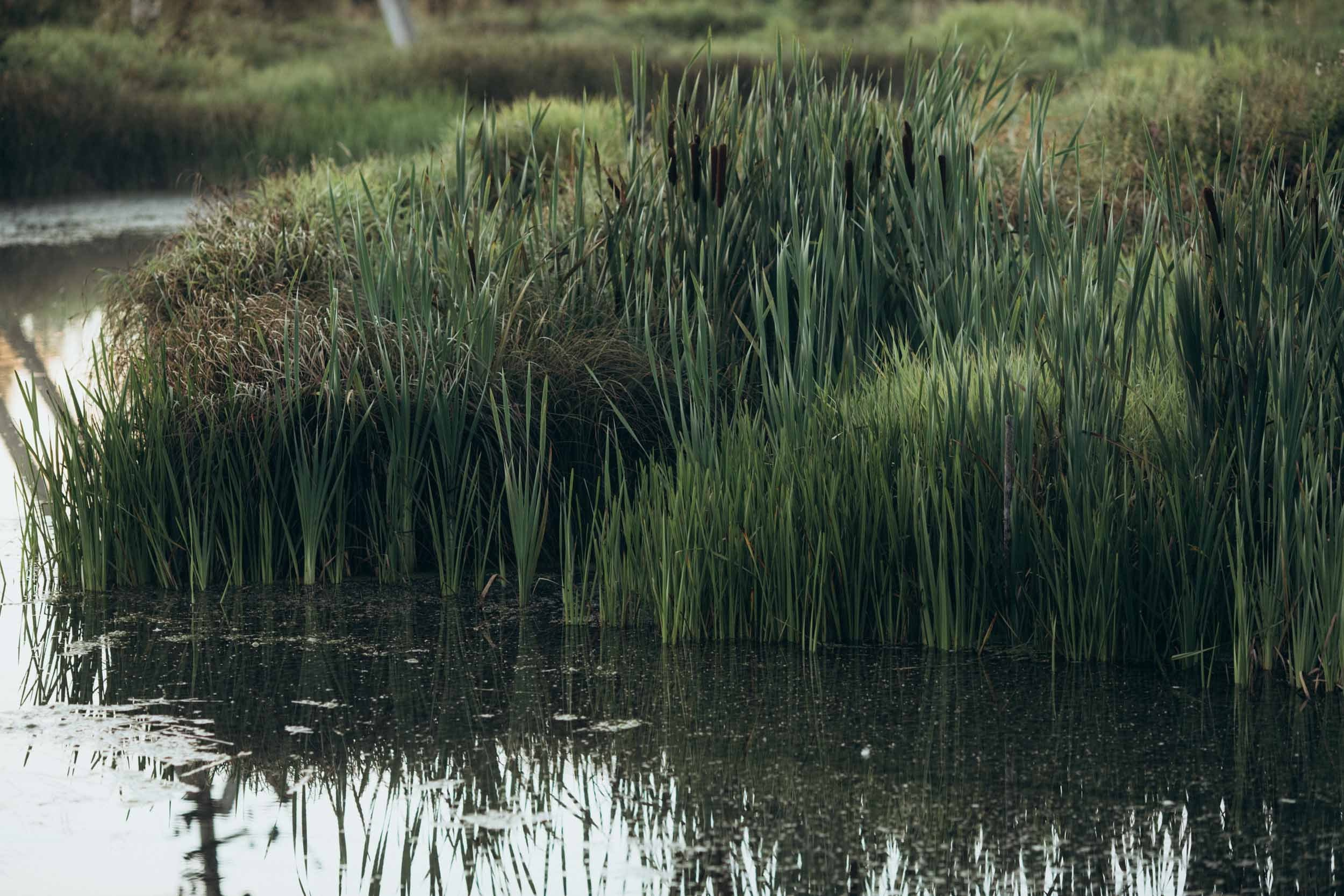 Природные пейзажи. Наталия Клевинскас портретный фотограф в Костроме