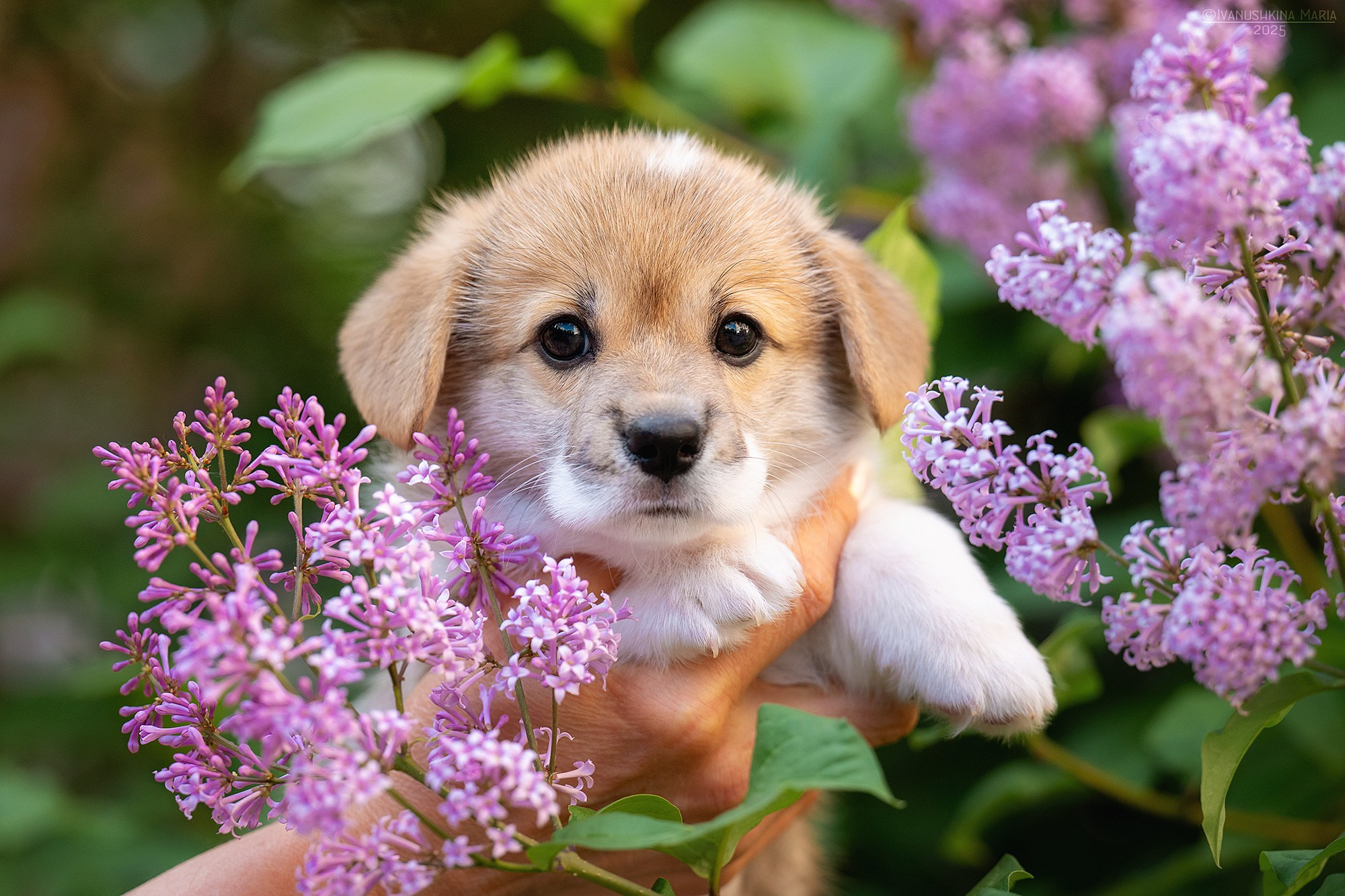 Фотосессия щенков на продажу. Фотограф собак в Москве и Московской области Иванушкина Мария