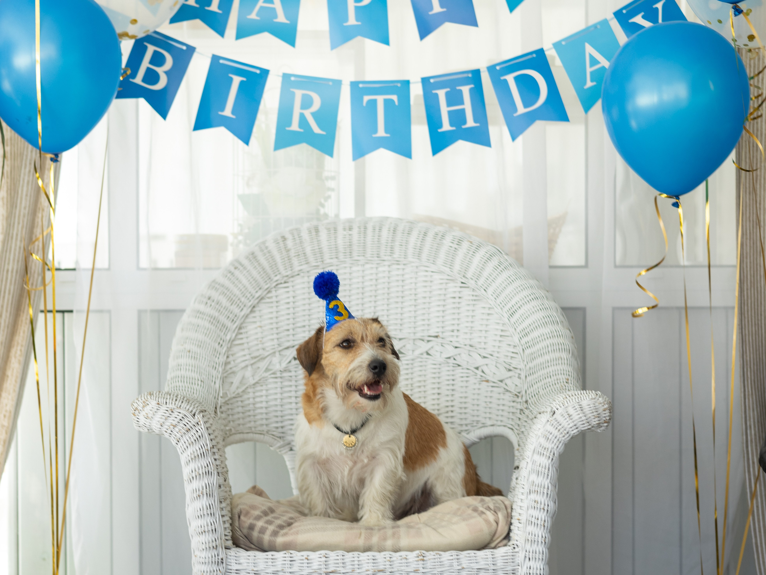 День рождение Зенита. Фотограф-анималист в Москве Кириллова Татьяна