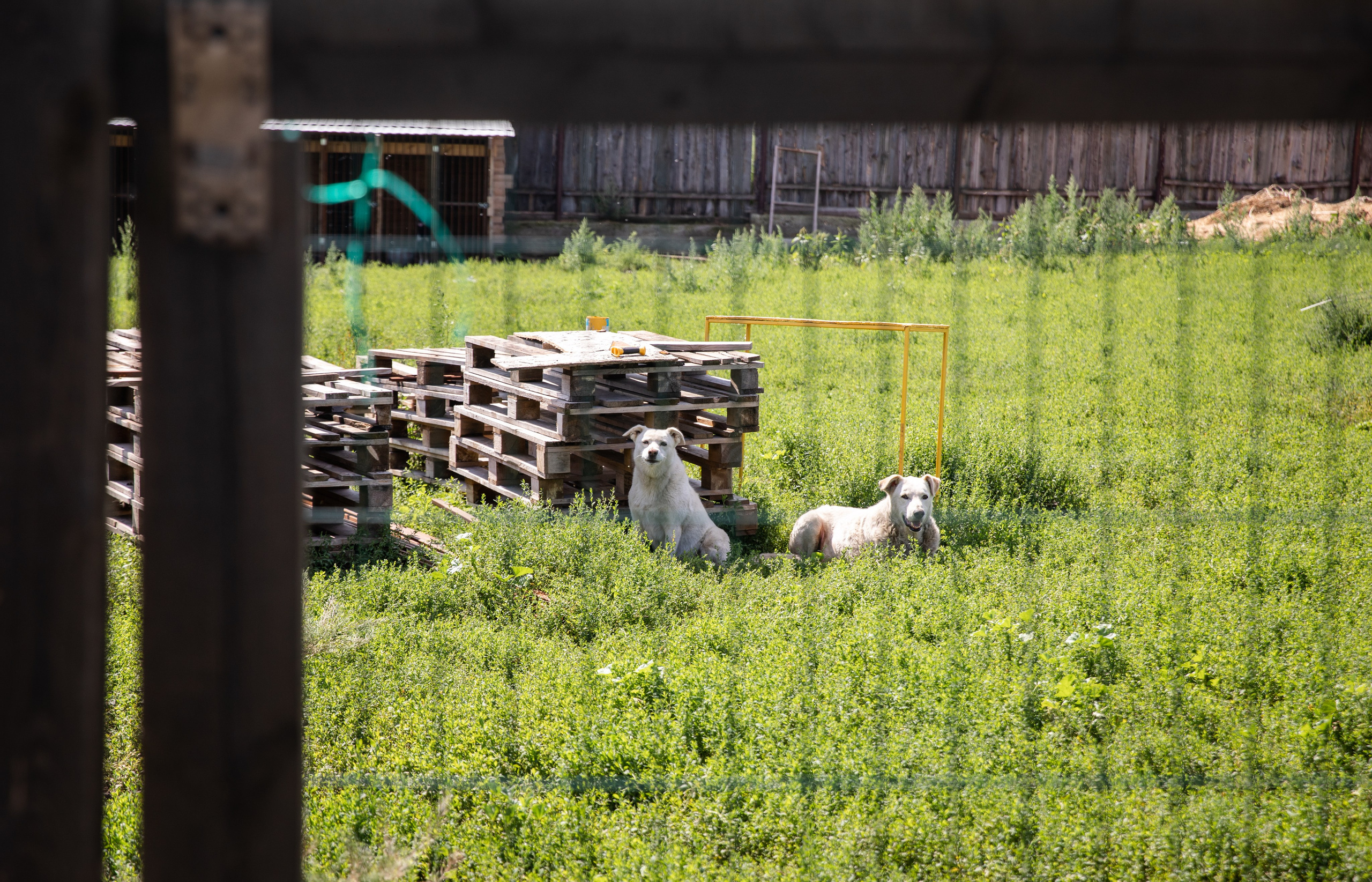Приют — Наш дом. Репортажный и свадебный фотограф в Челябинске Елисеев Павел