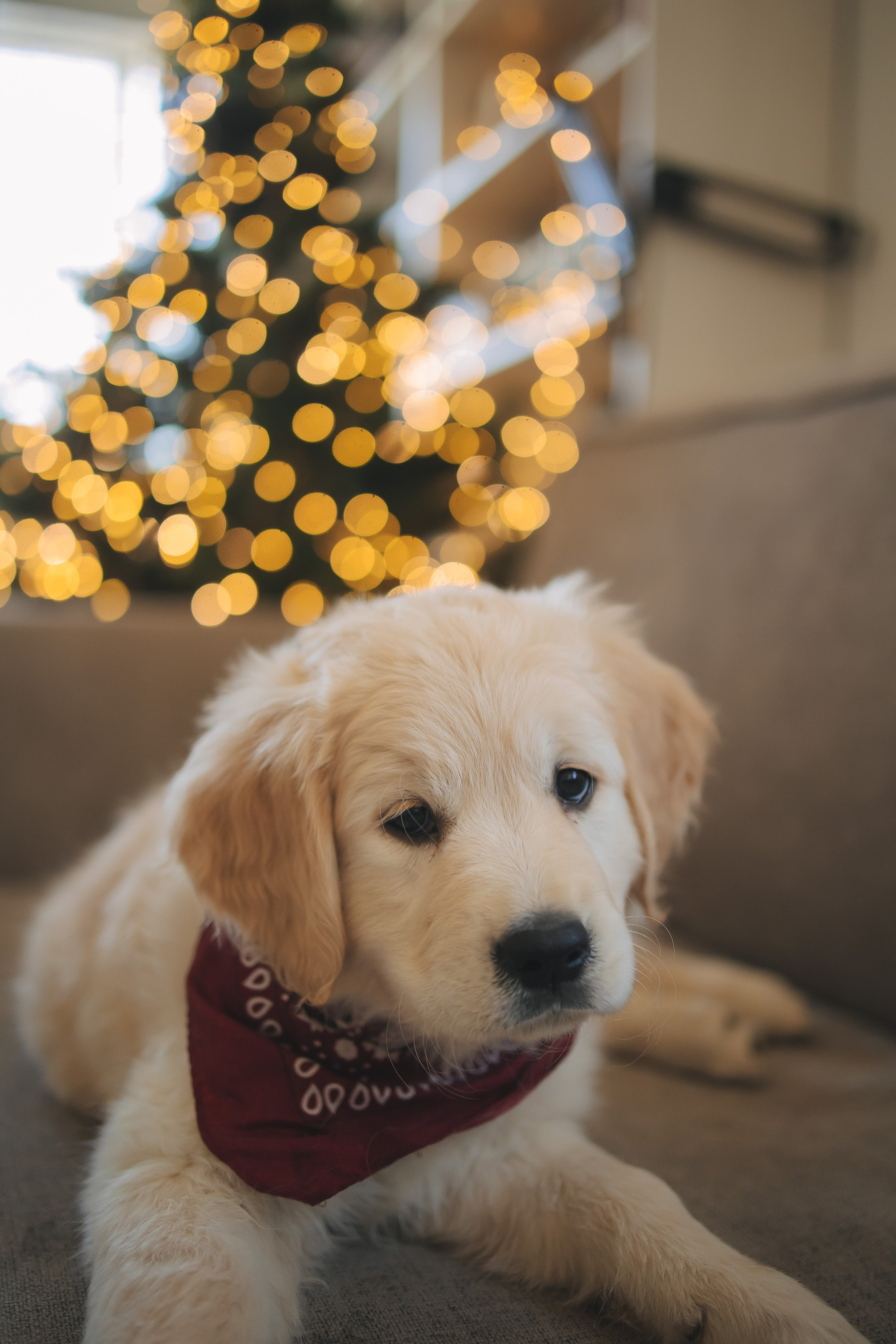 Снежик и Веста, НГ. Свадебный и женский фотограф