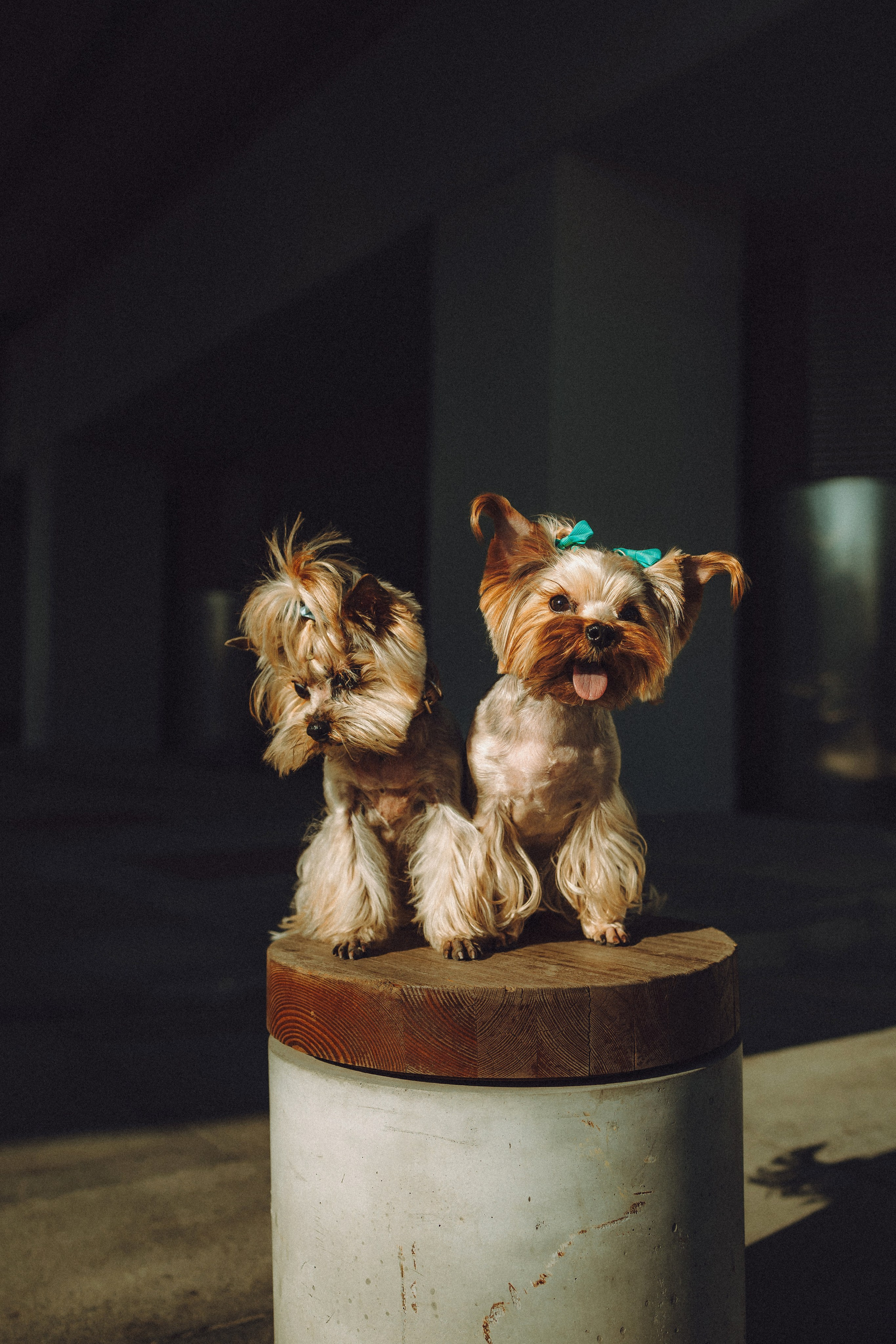 Дженни, Оливия и их семья