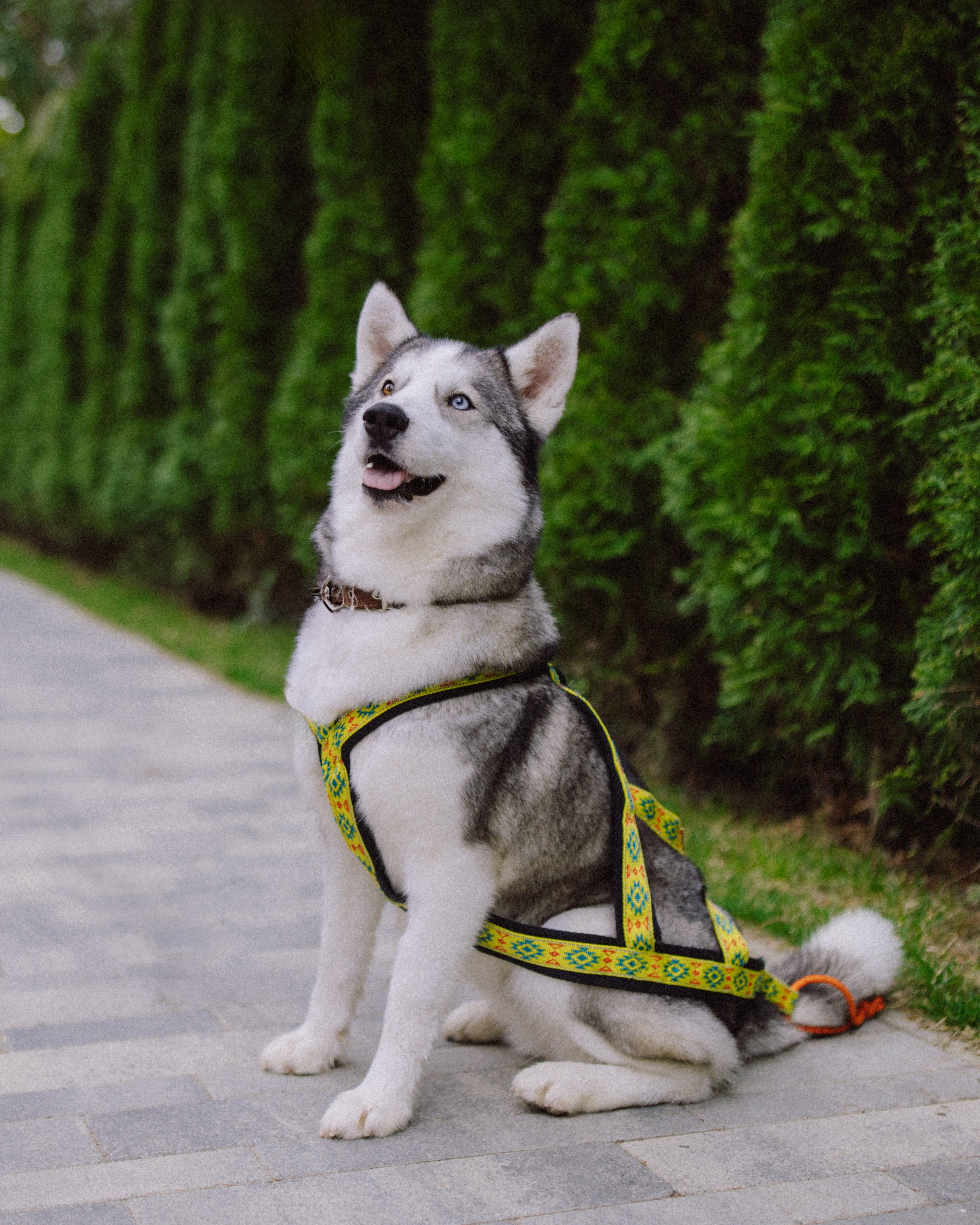Животные. Фотограф Сочи-Краснодар