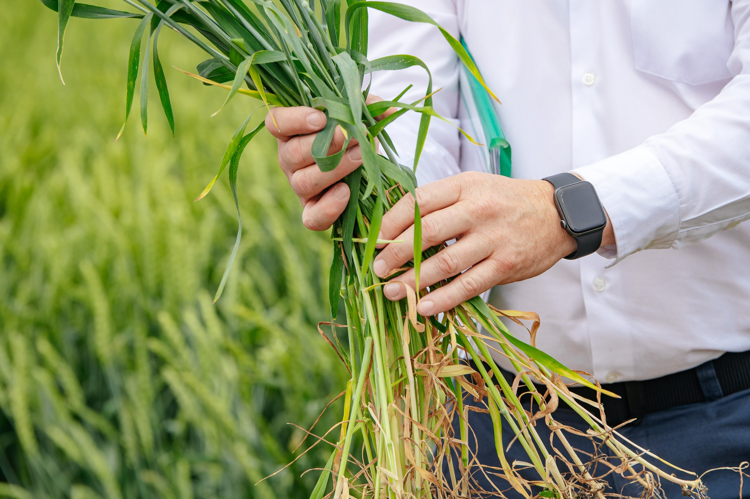 День поля. Главная