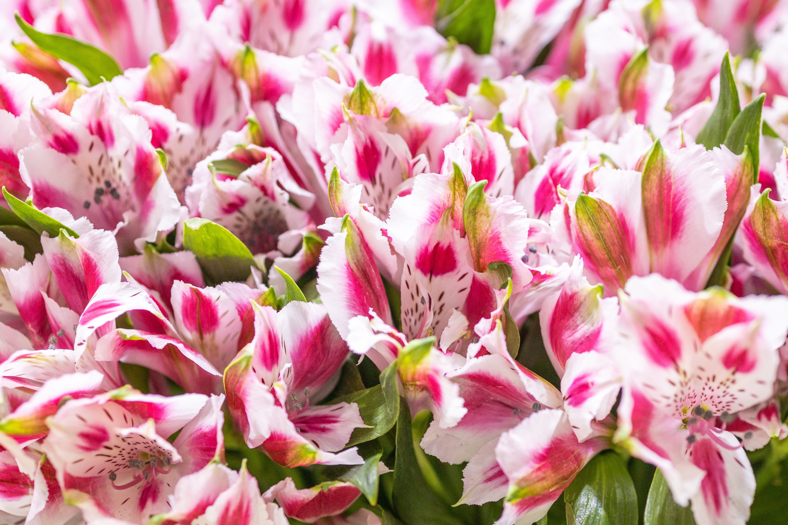 Цветы-Экспо 2025