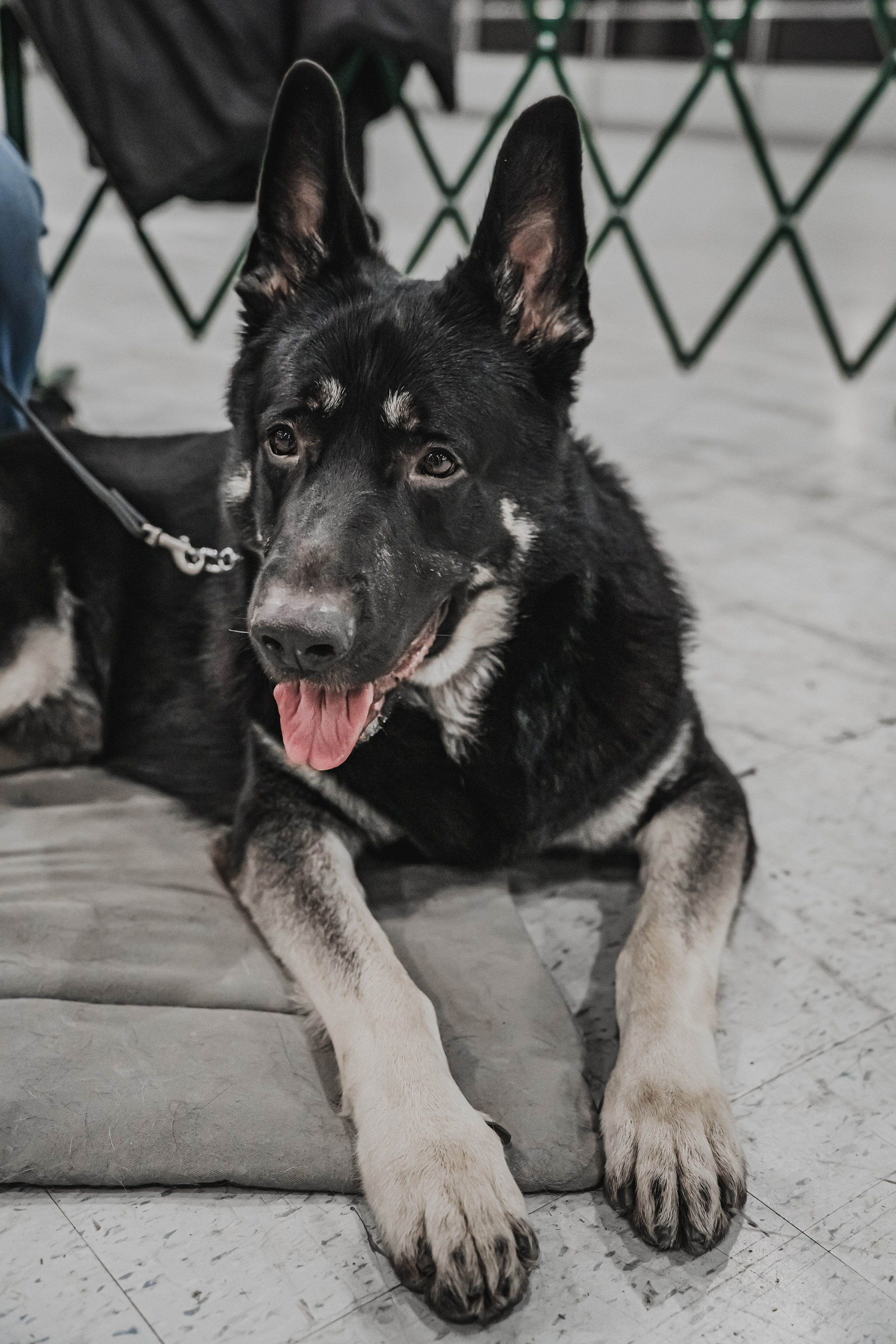Международная выставка собак всех пород. Репортажный фотограф Анастасия Рубцова