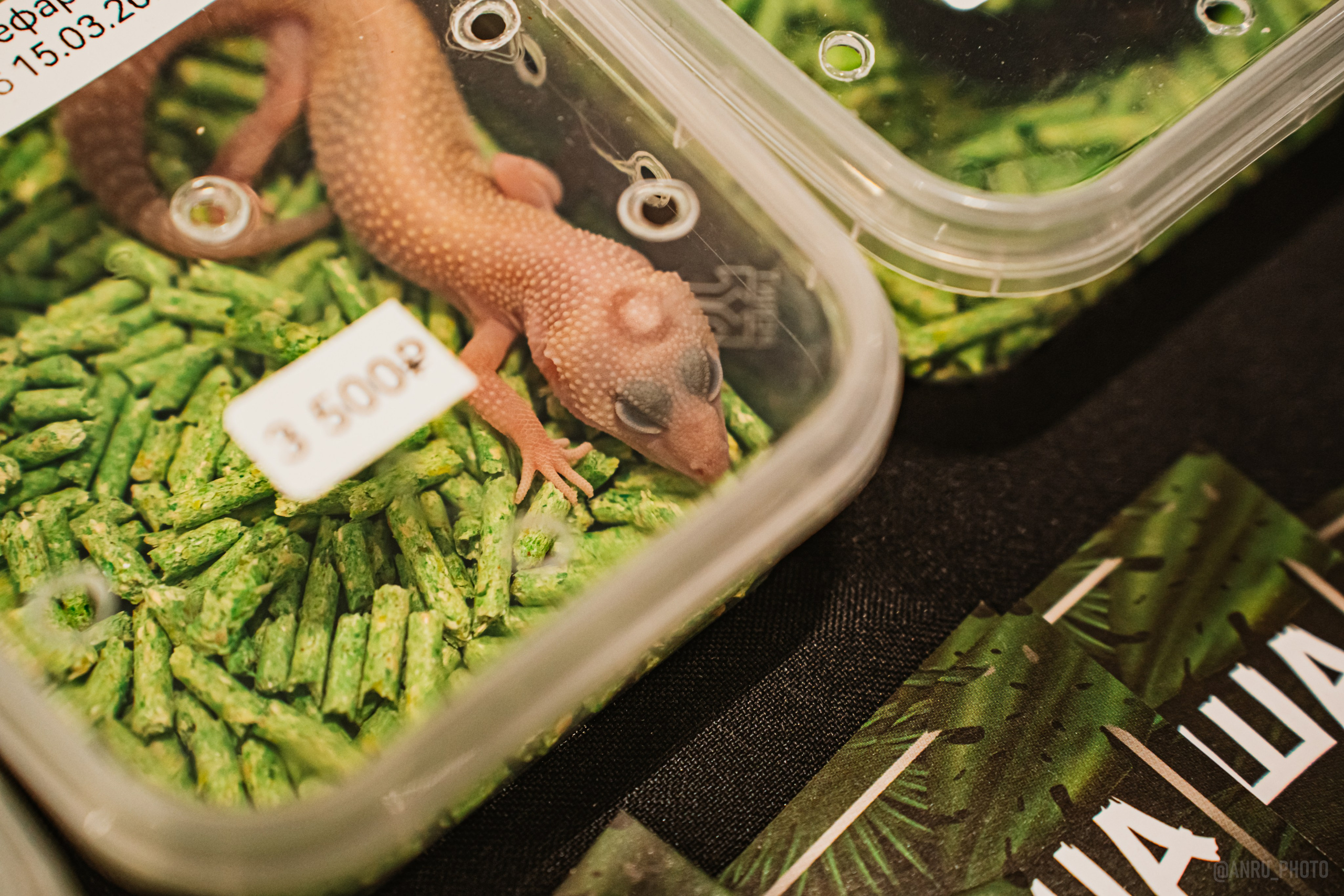 Рептилиум. Репортажный фотограф Анастасия Рубцова