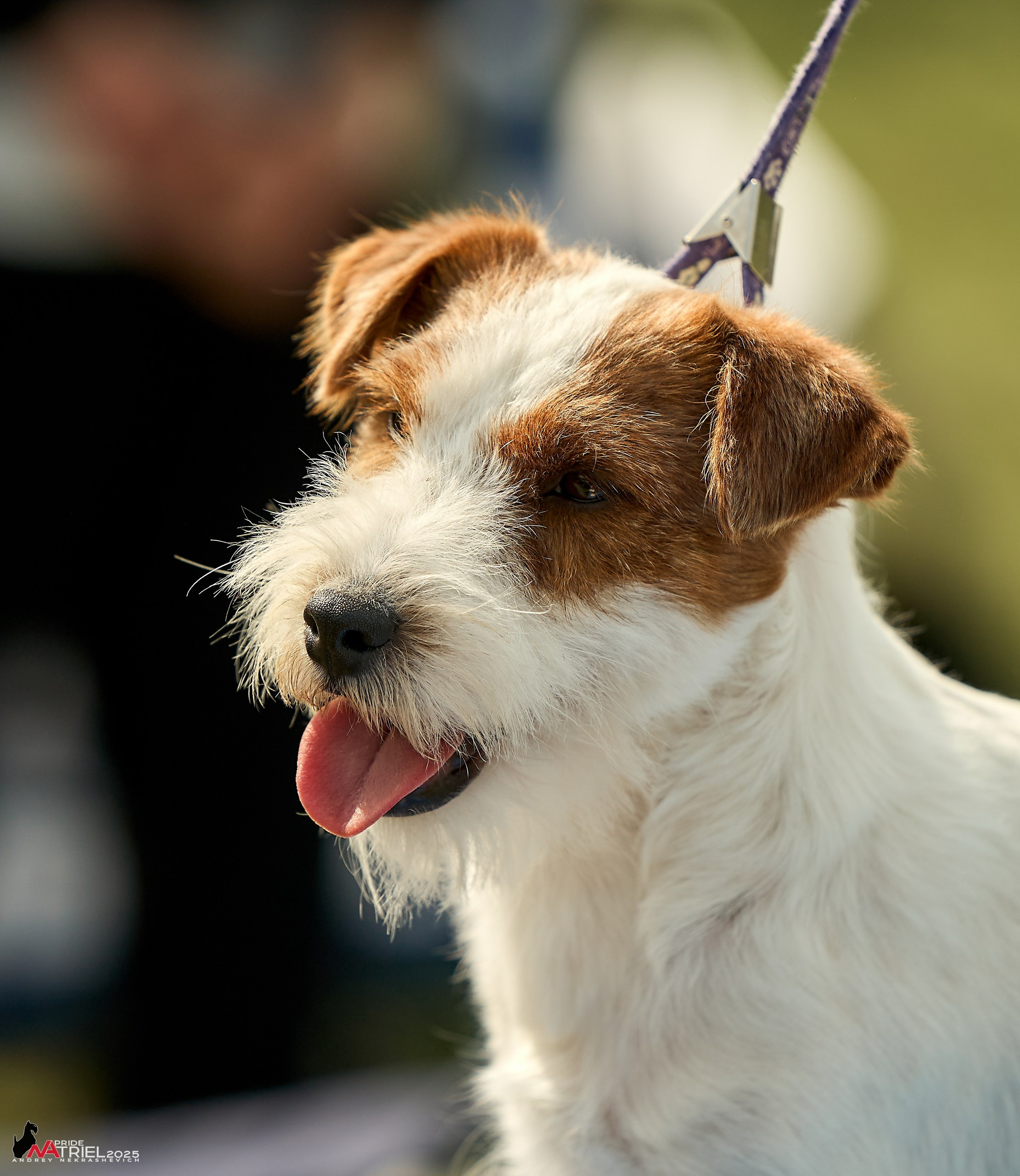 Выставка собак Суздаль-Владимир