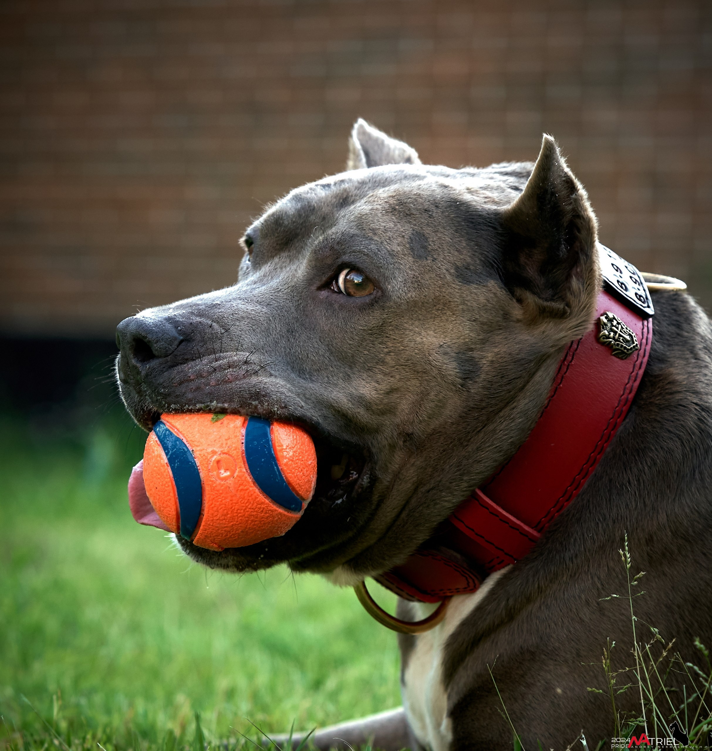 Съемка собак с выездом к Вам в дом
