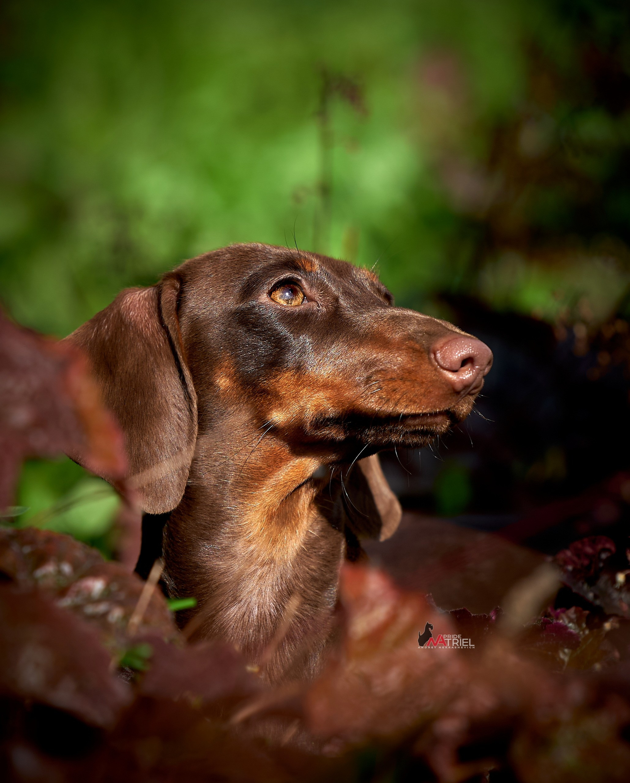 Портреты собак — галерея NATRIEL